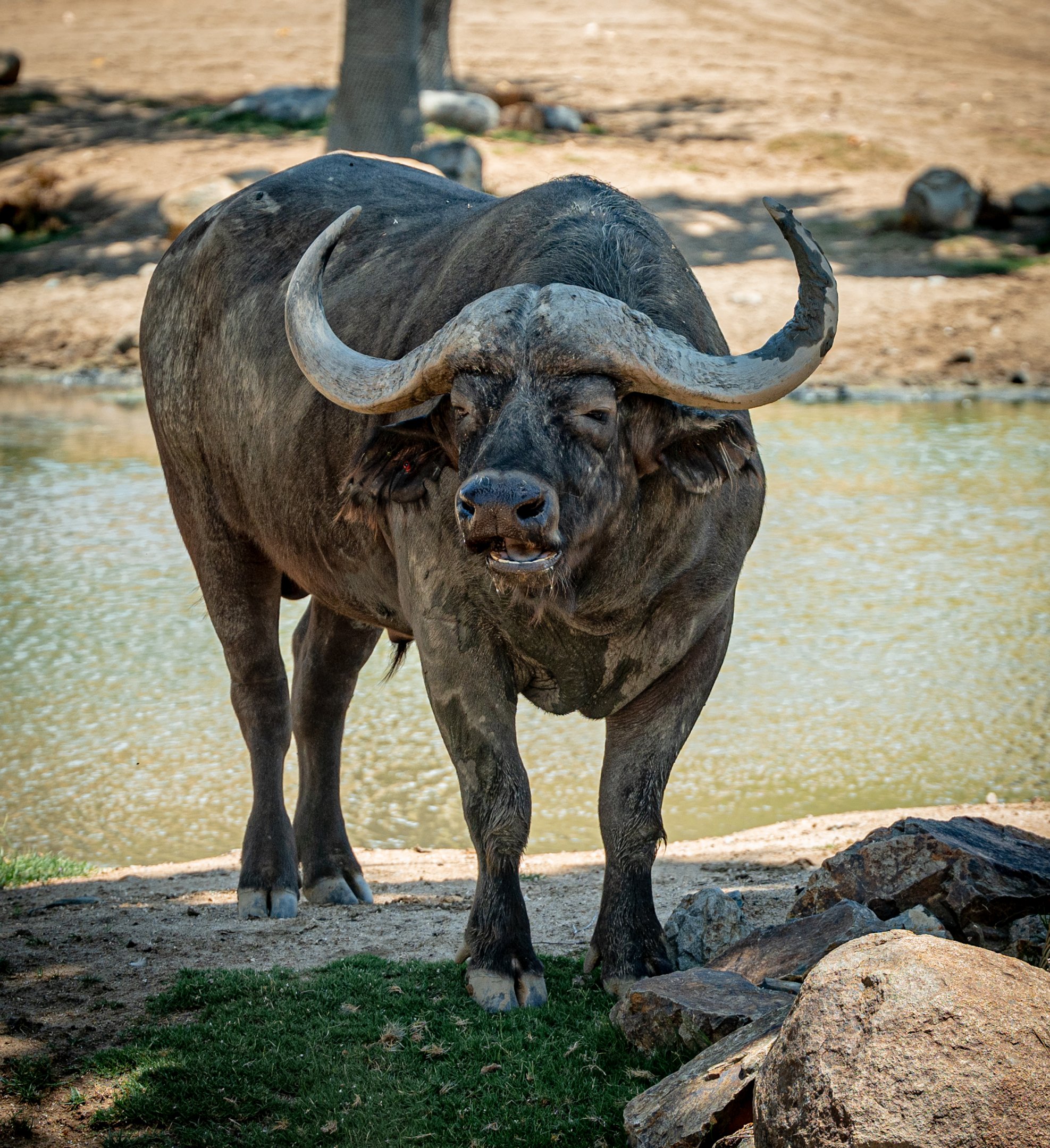 Cape Buffalo