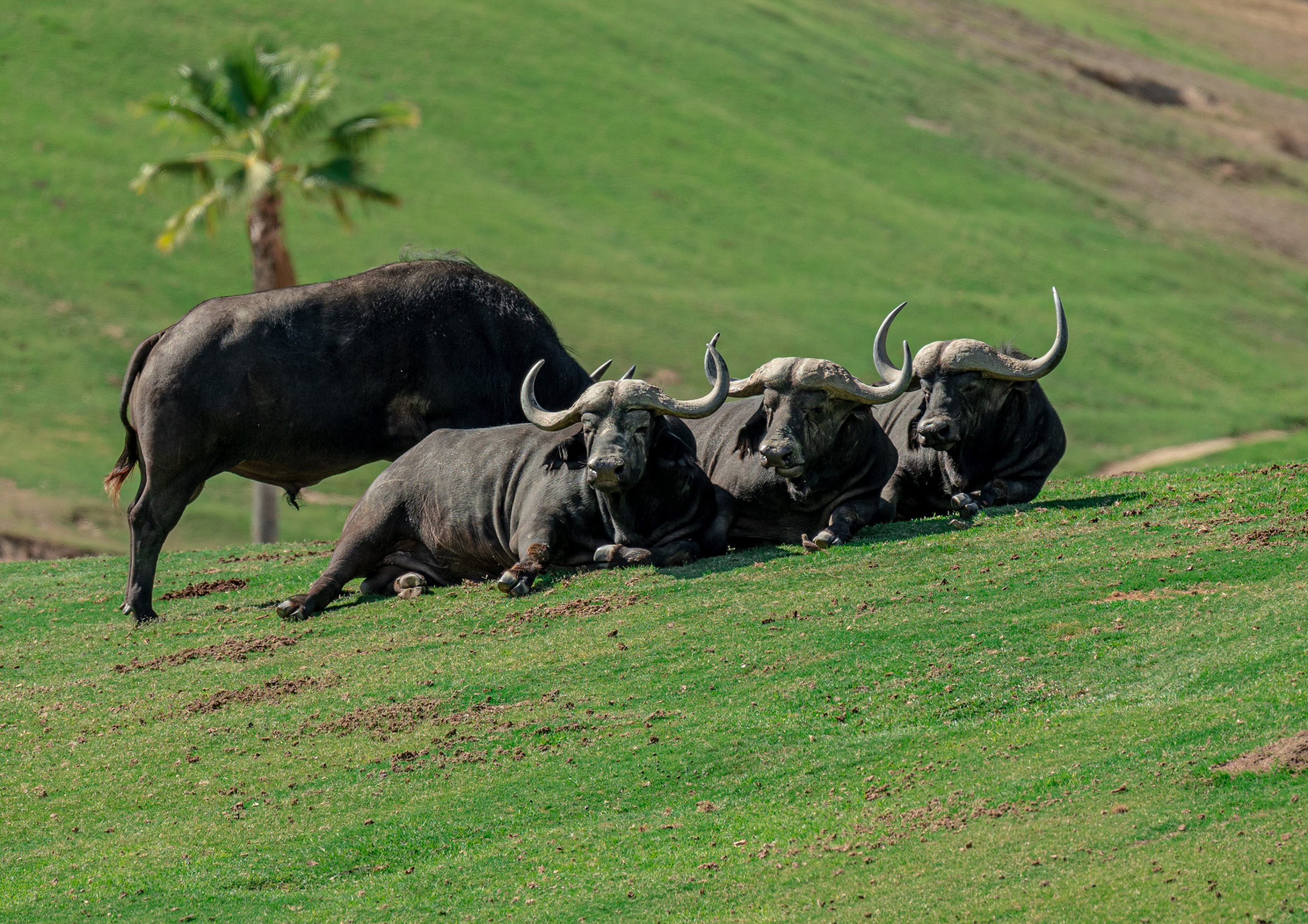 Cape Buffalo