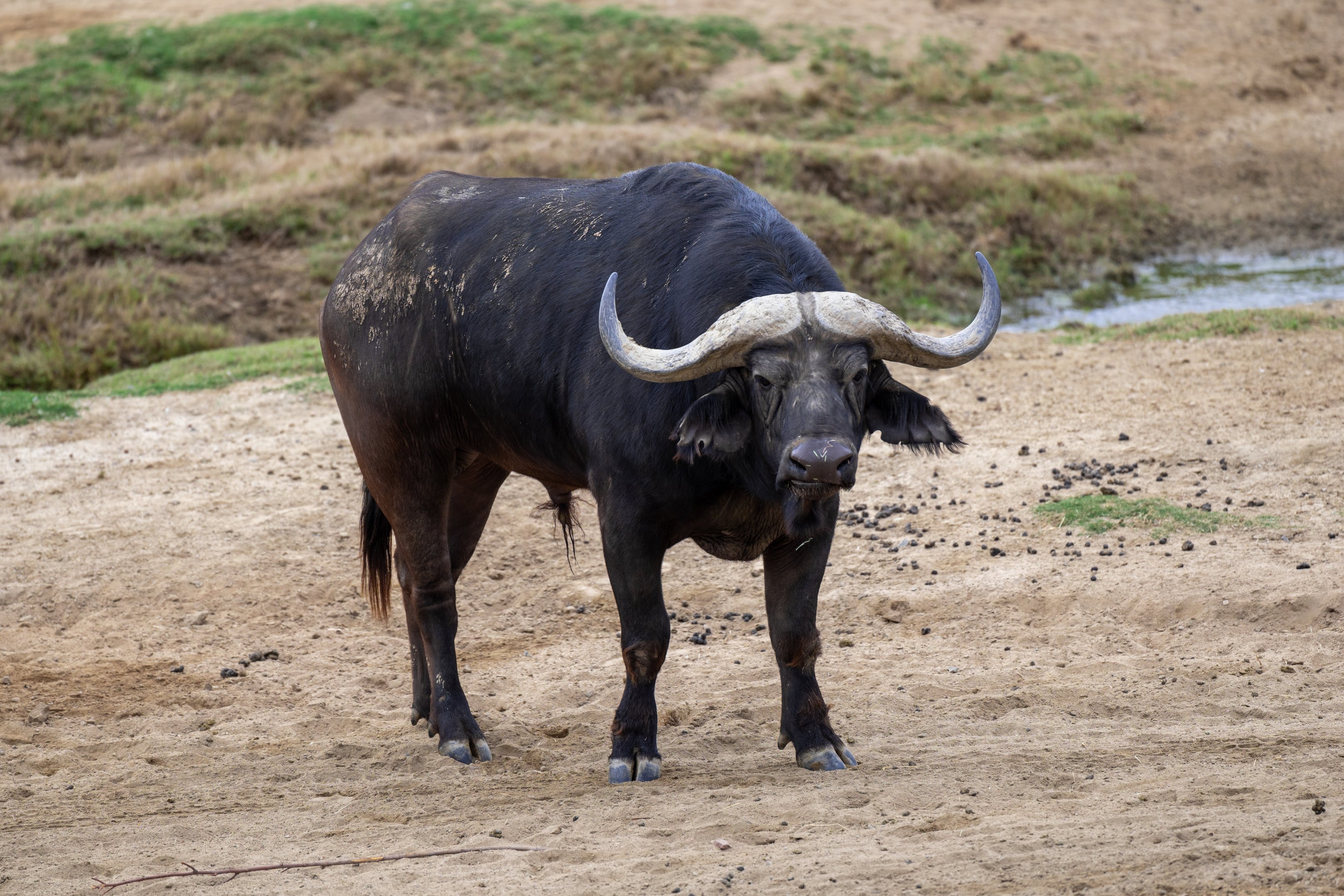 Cape Buffalo