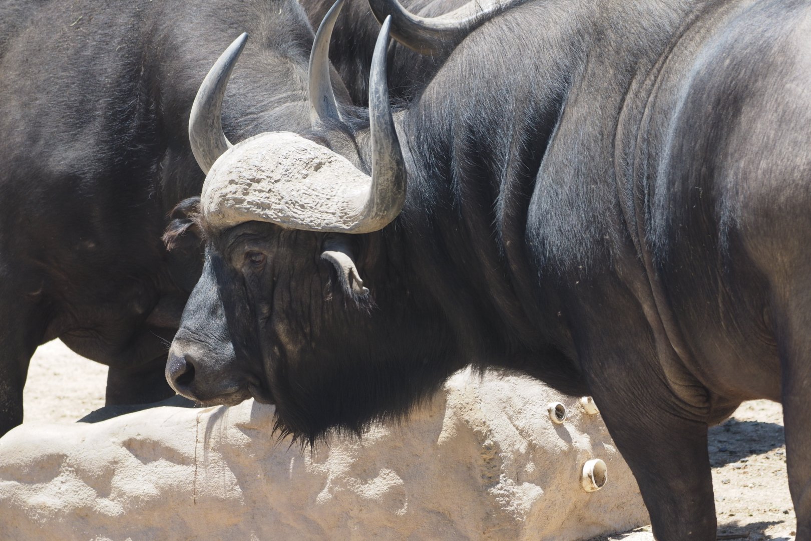 Cape buffalo