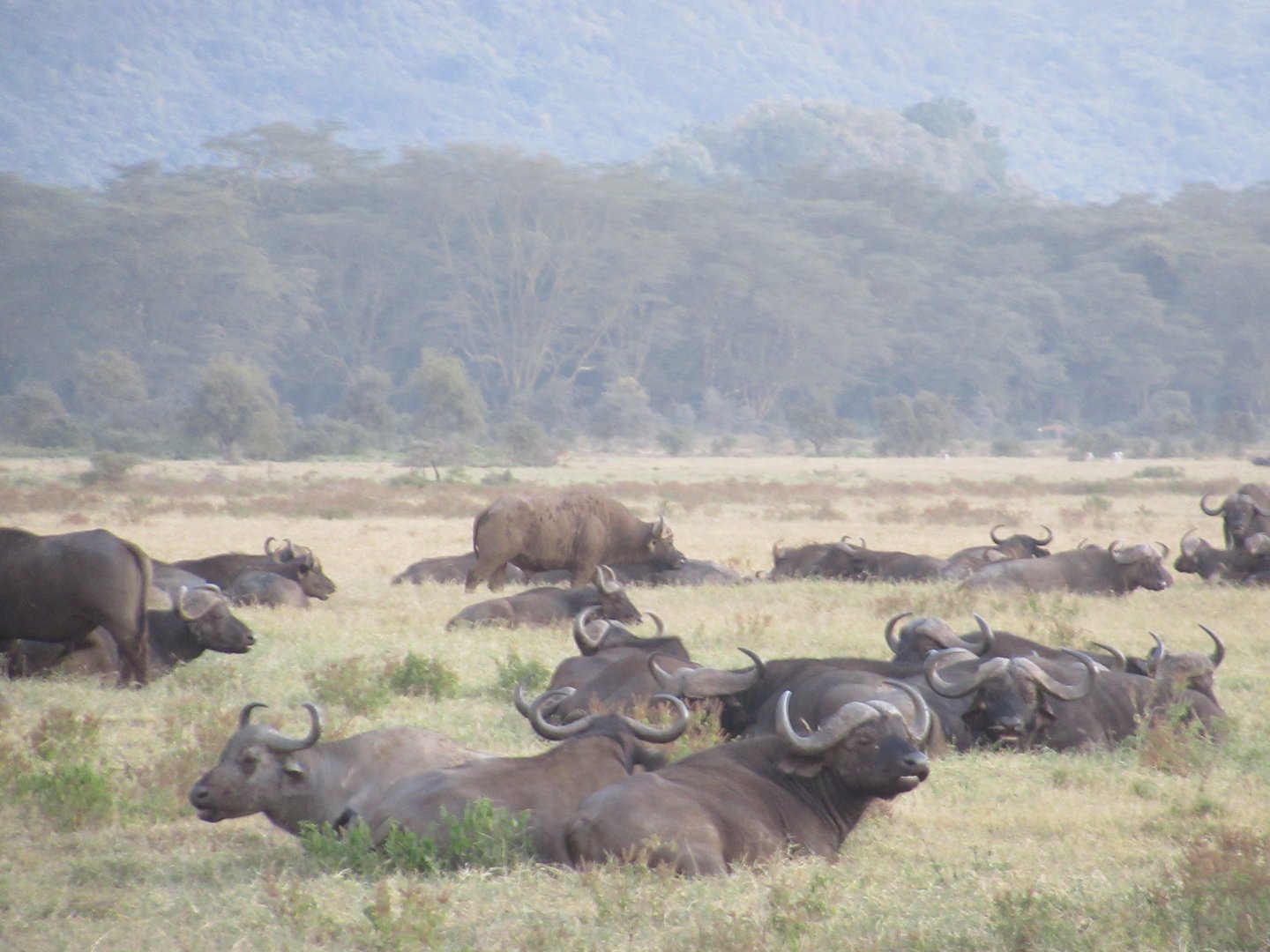 Cape buffalo