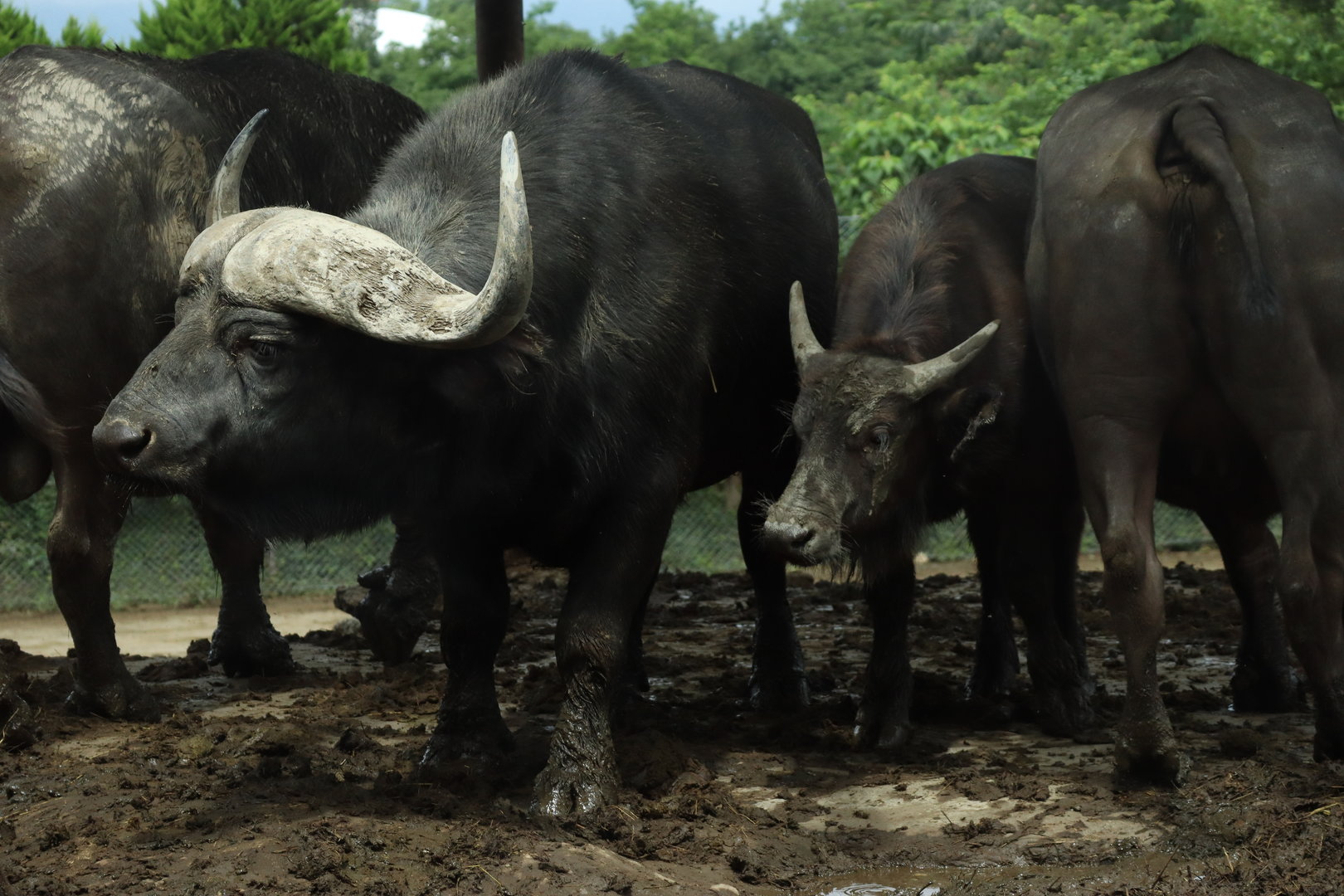 Cape Buffalo