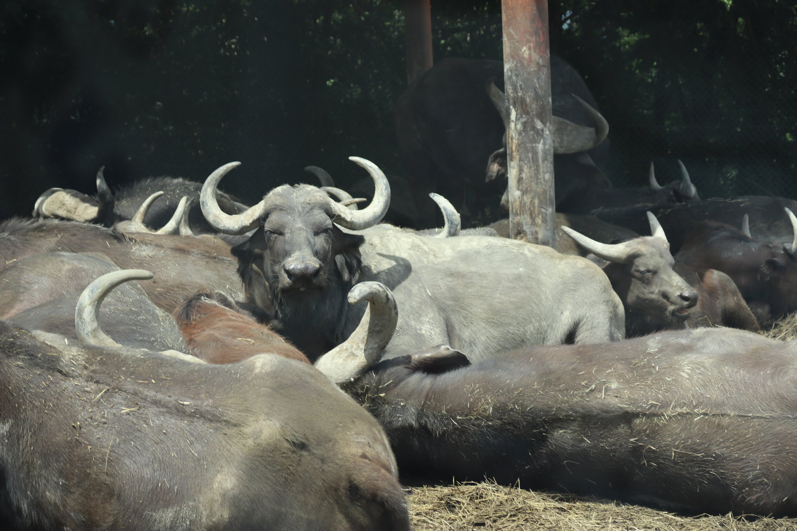 Cape Buffalo