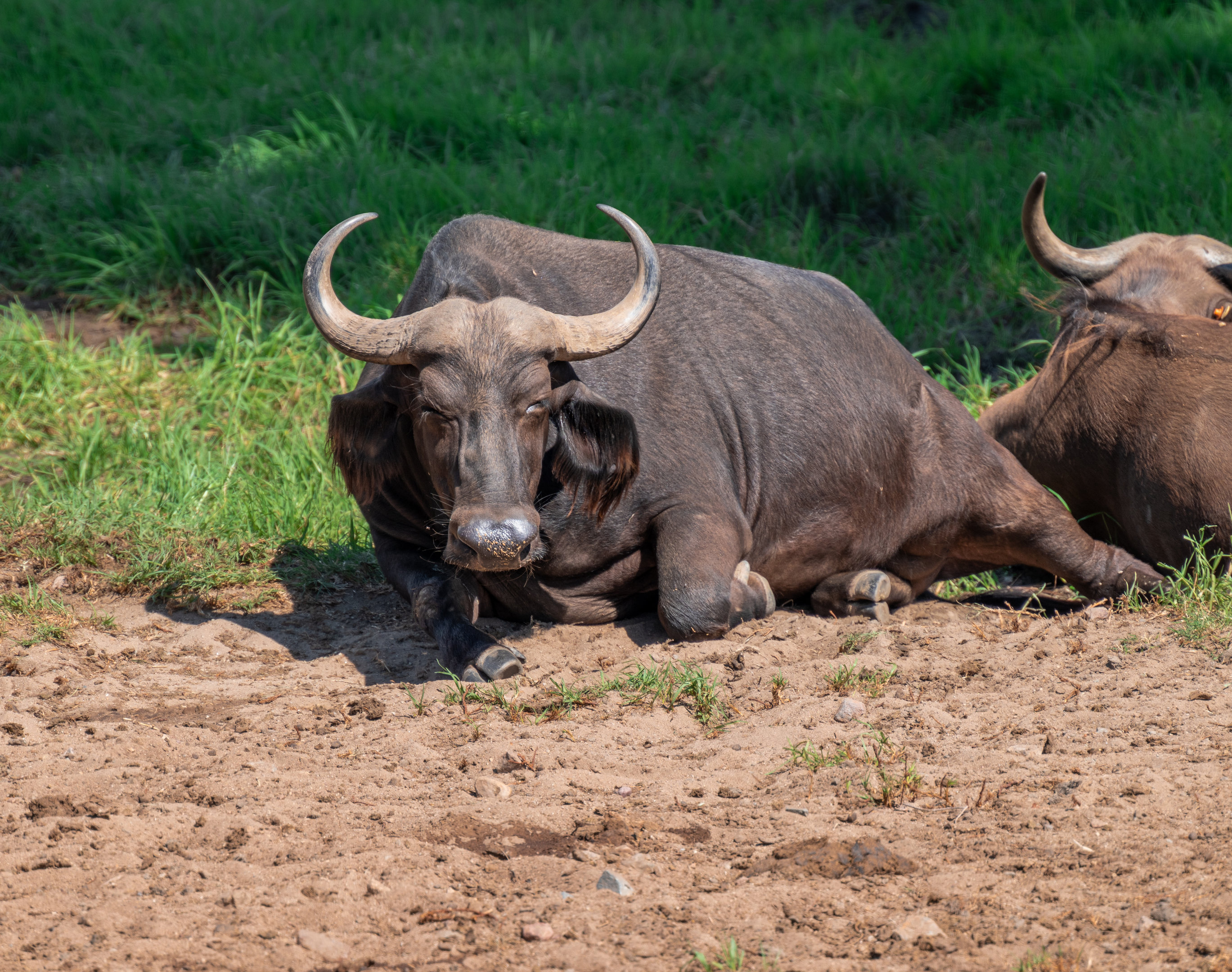 Cape Buffalo