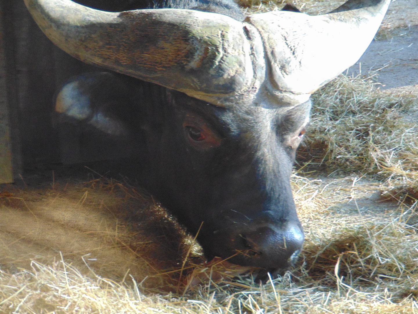 Cape Buffalo
