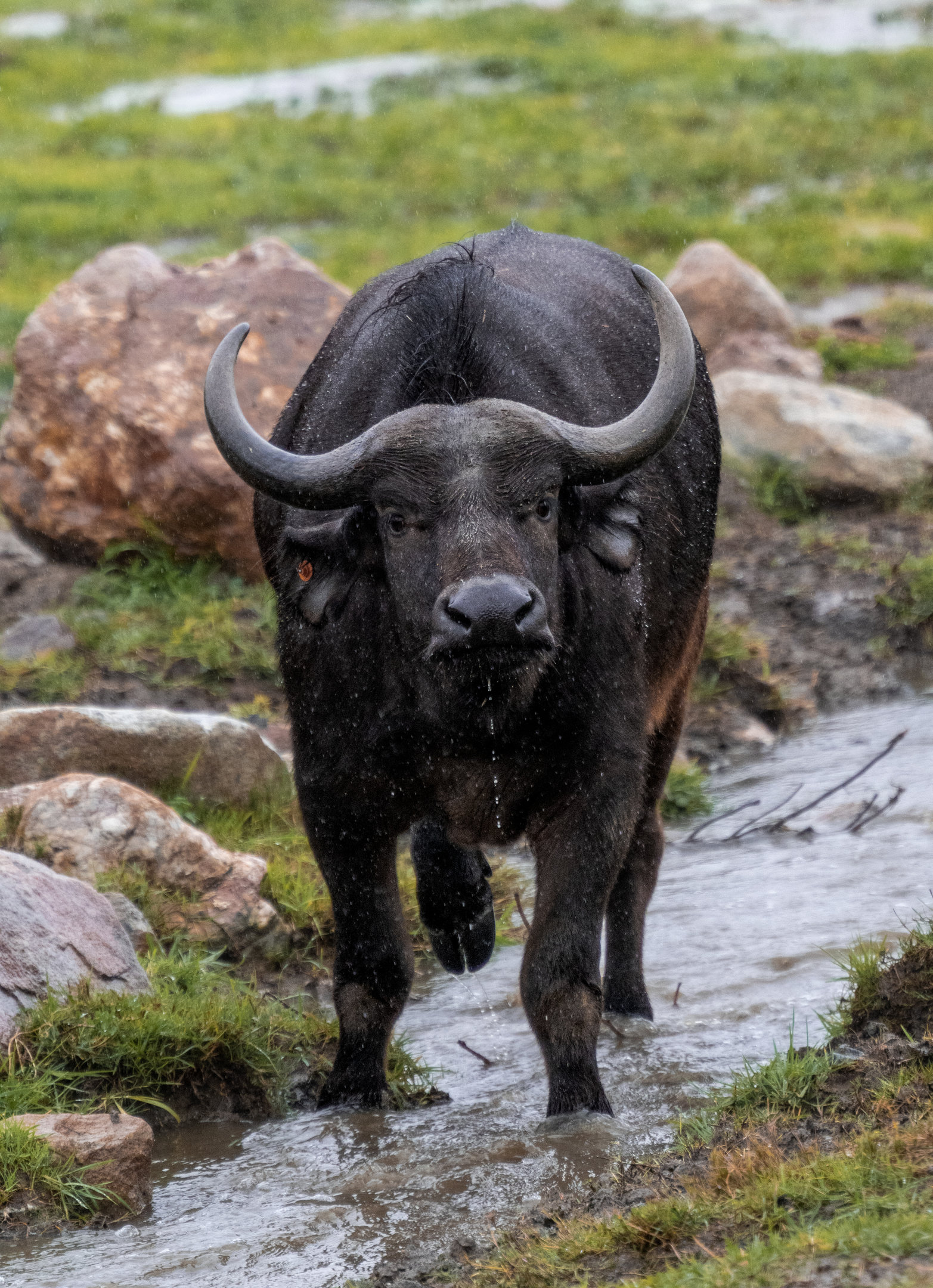 Cape Buffalo