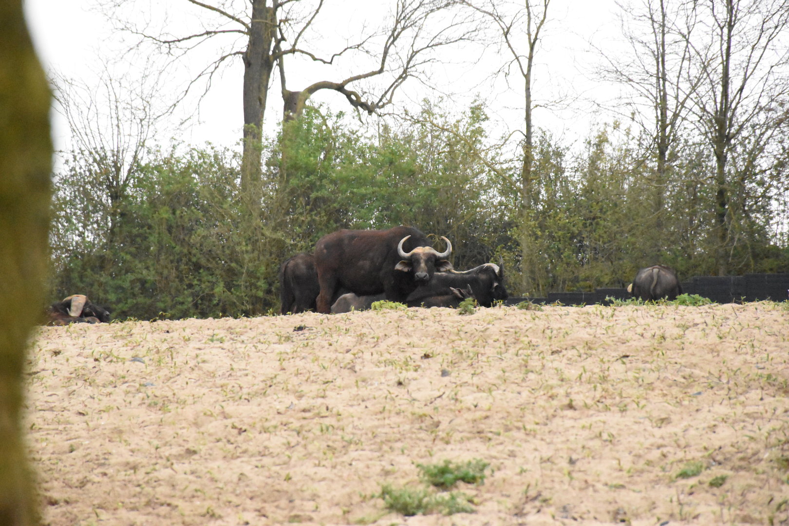 Cape buffalo