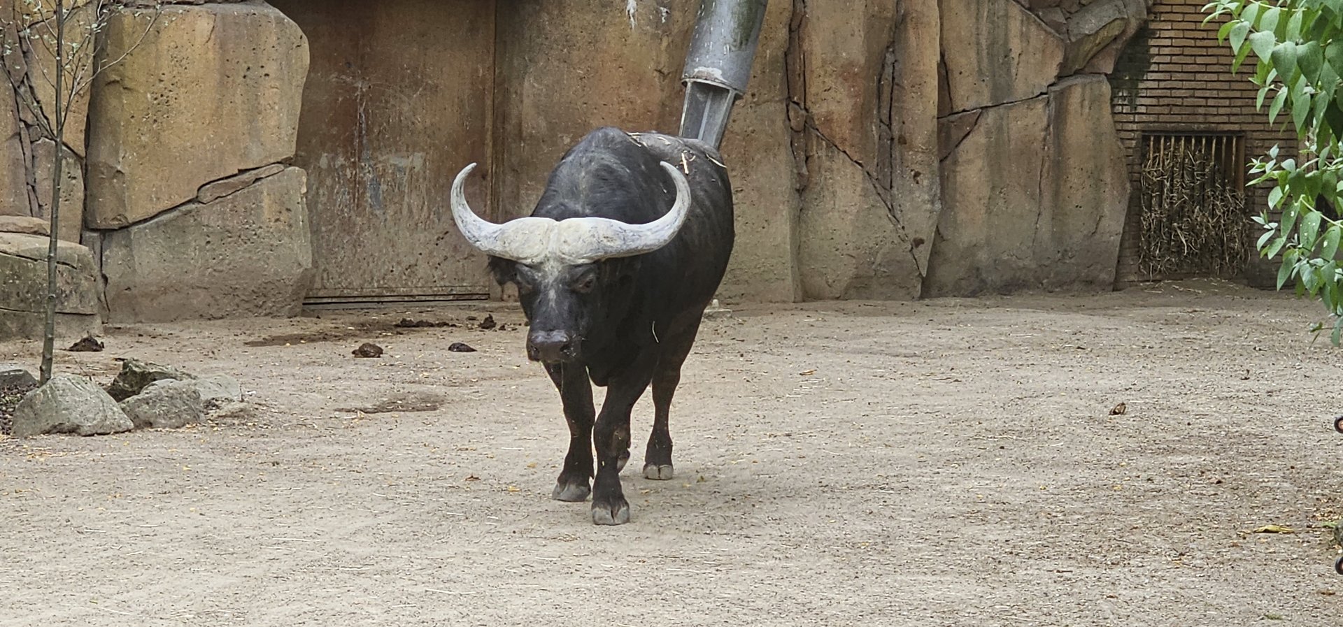 Cape buffalo