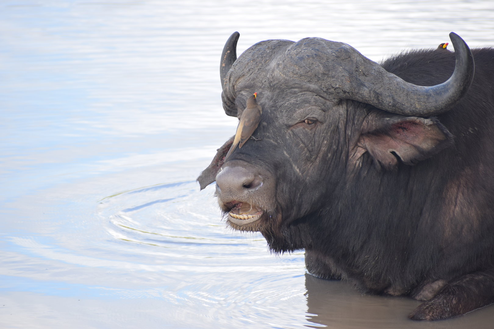 Cape Buffalo