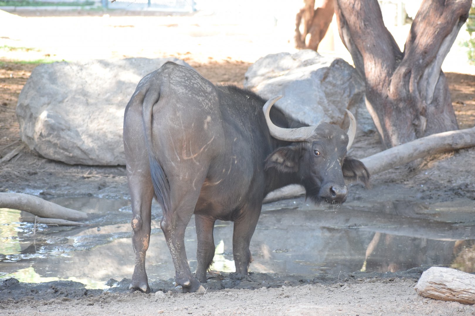 Cape buffalo