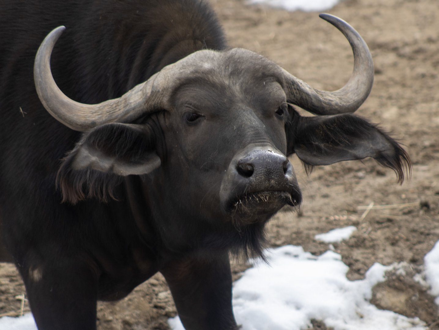 Cape Buffalo