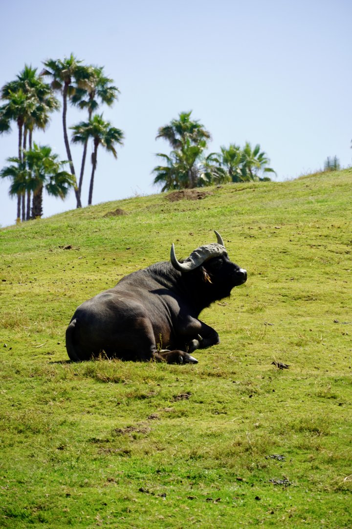 Cape Buffalo