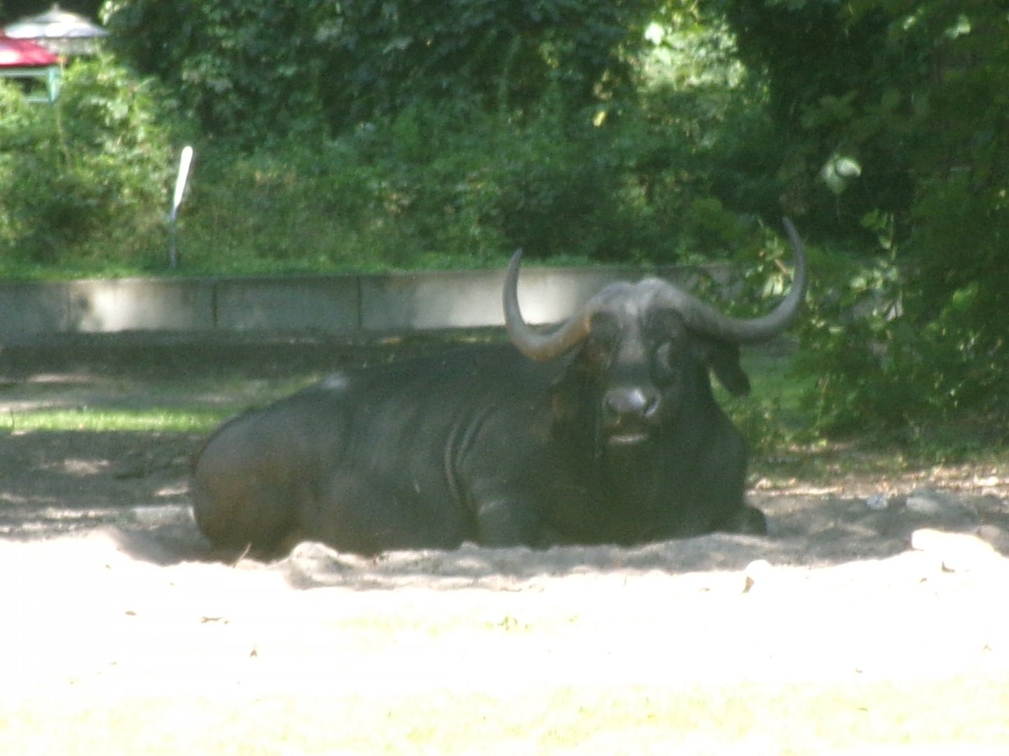 Cape buffalo