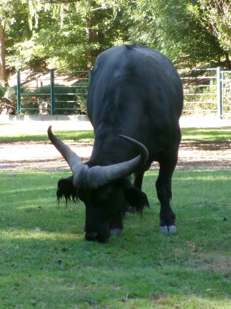 Cape buffalo