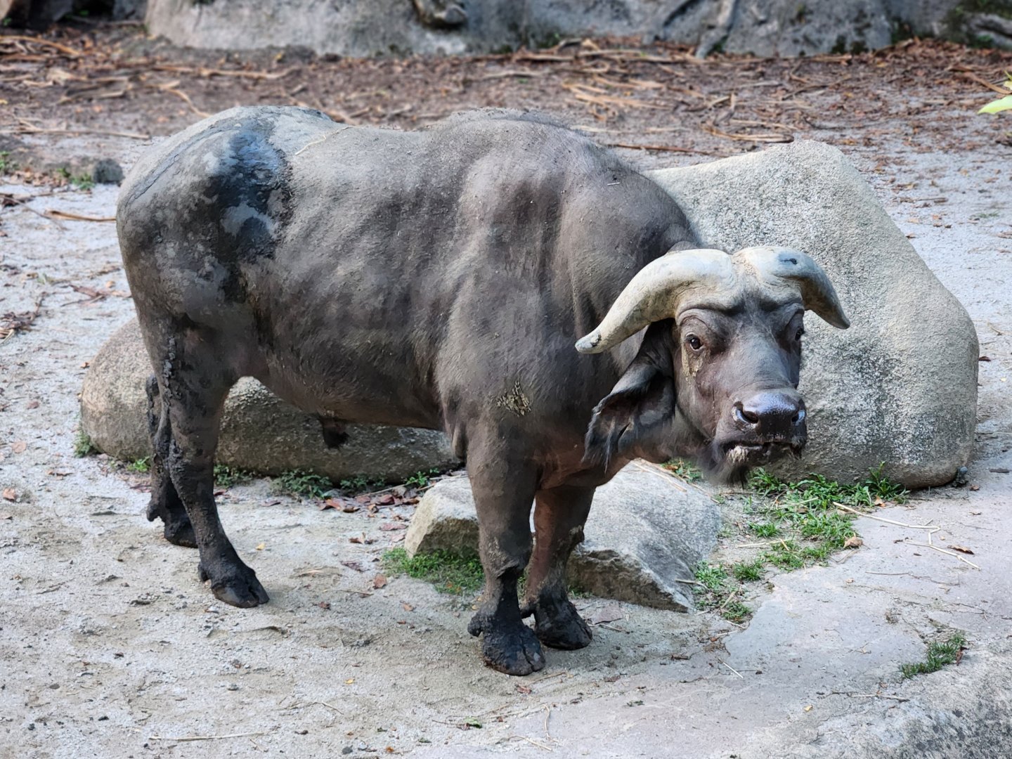 Cape Buffalo