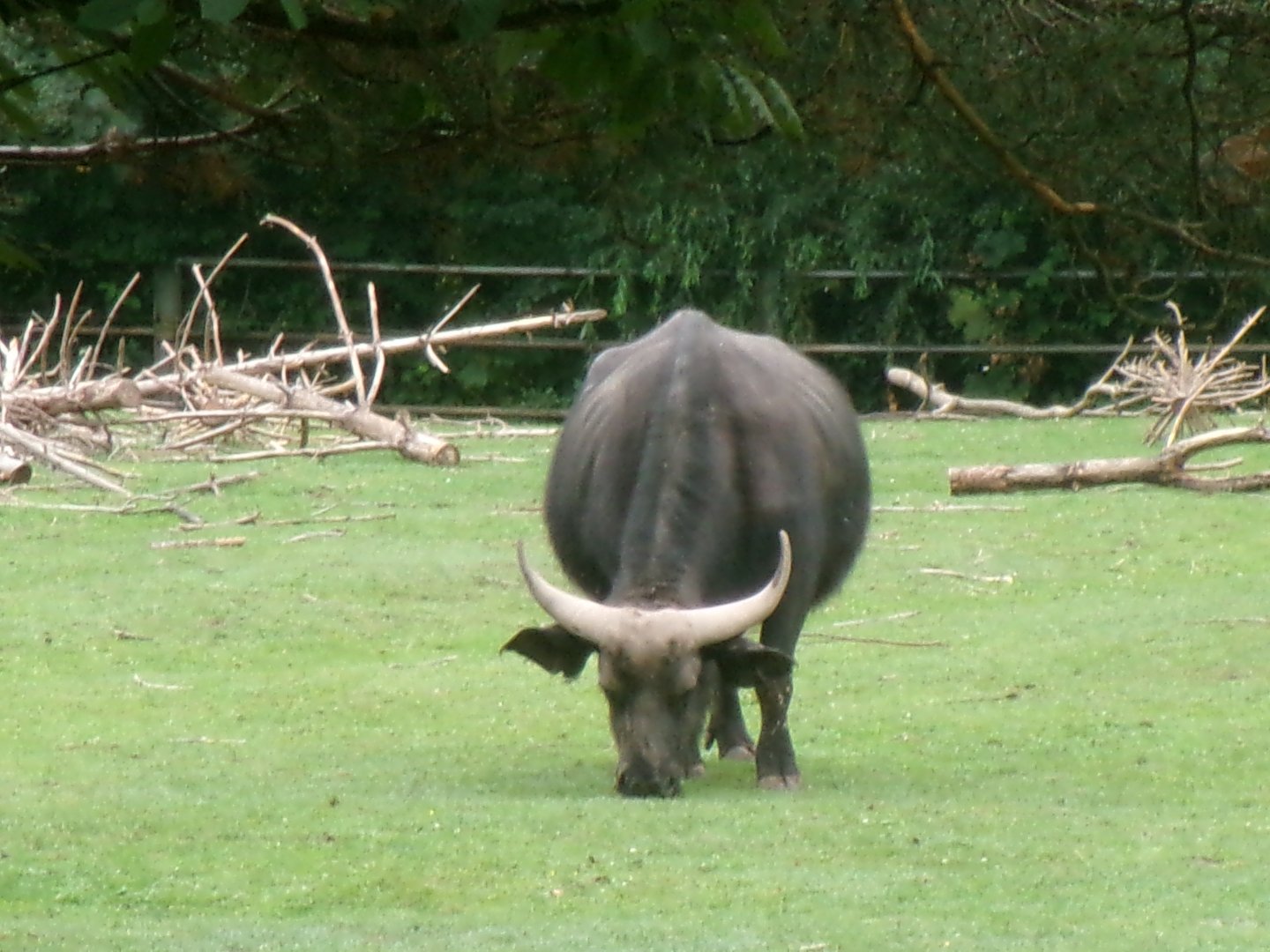 Cape buffalo