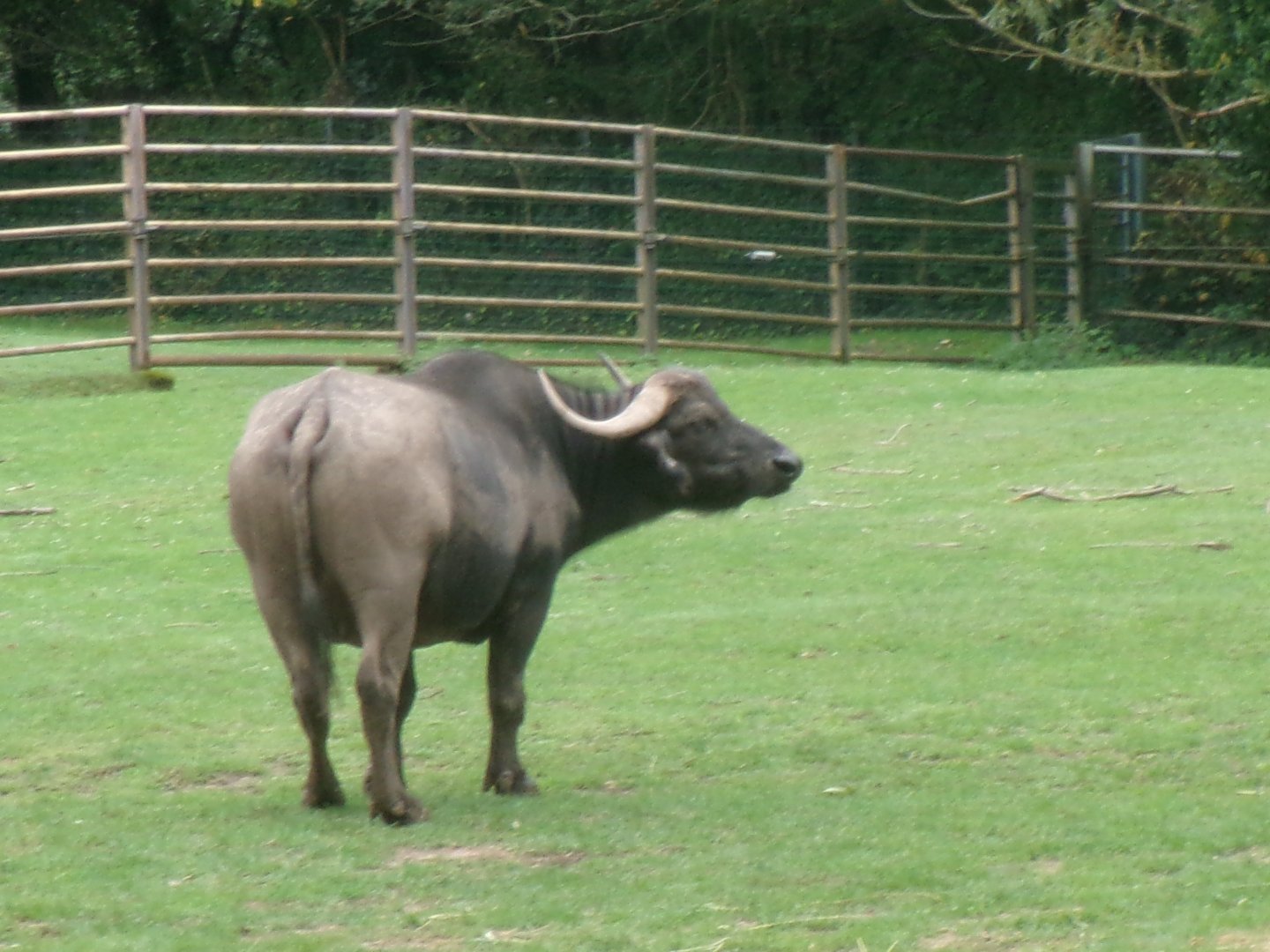 Cape buffalo
