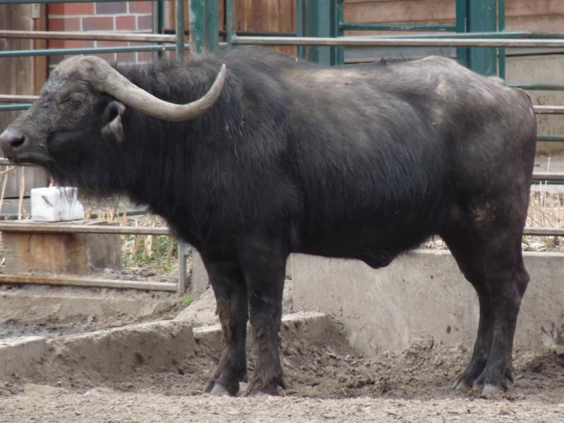 Cape Buffalo