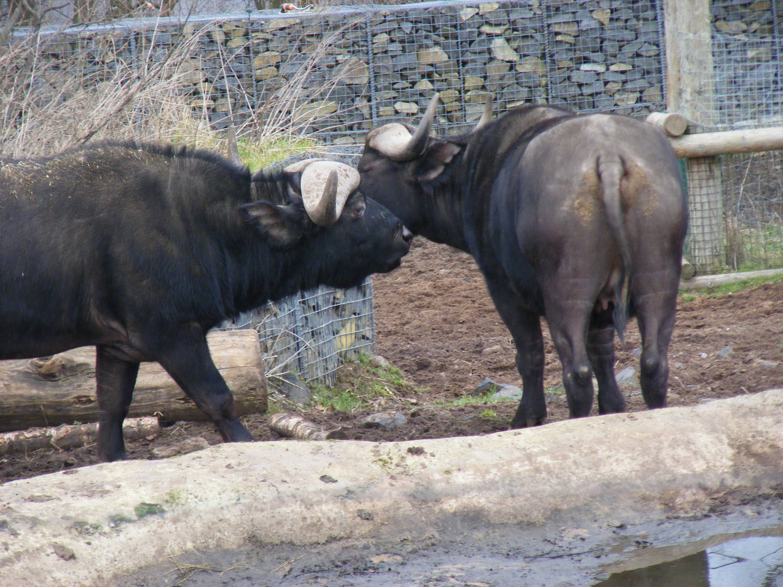 Cape buffaloes at West Midland Safari Park, 13 February 2010