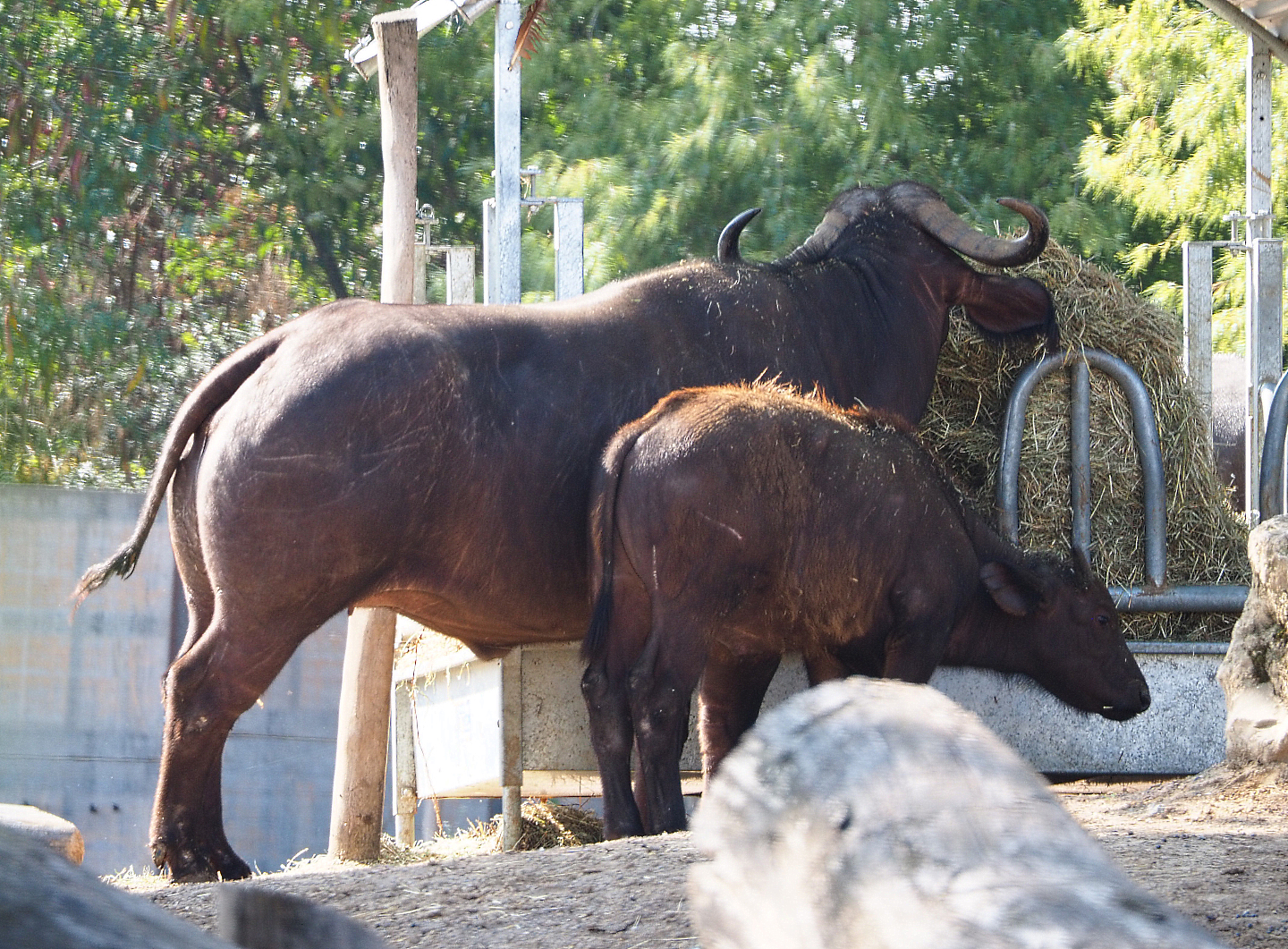 Cape buffaloes (Syncerus caffer caffer), 2020-09-02