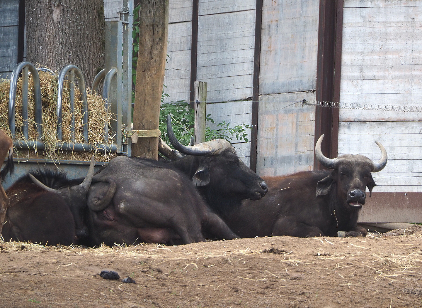 Cape buffaloes (Syncerus caffer caffer), 2022-06-28