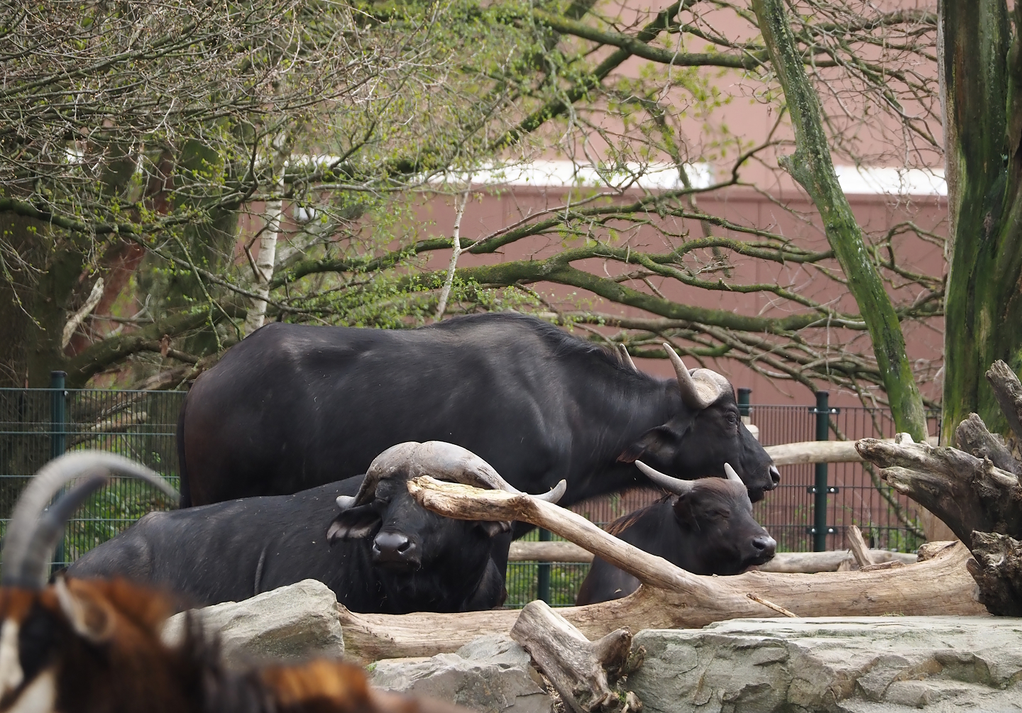 Cape buffaloes (Syncerus caffer caffer), 2024-04-06