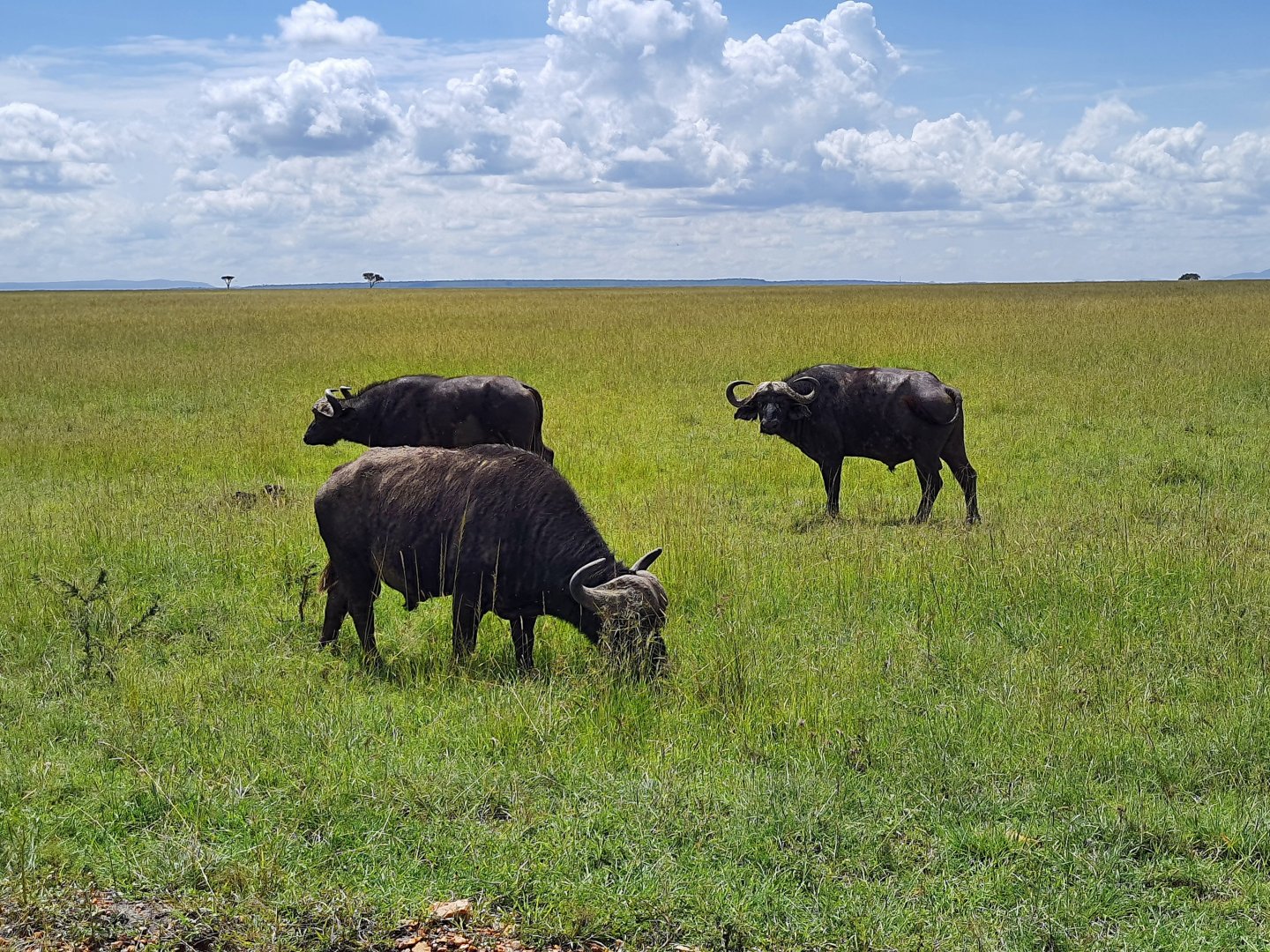 Cape buffaloes