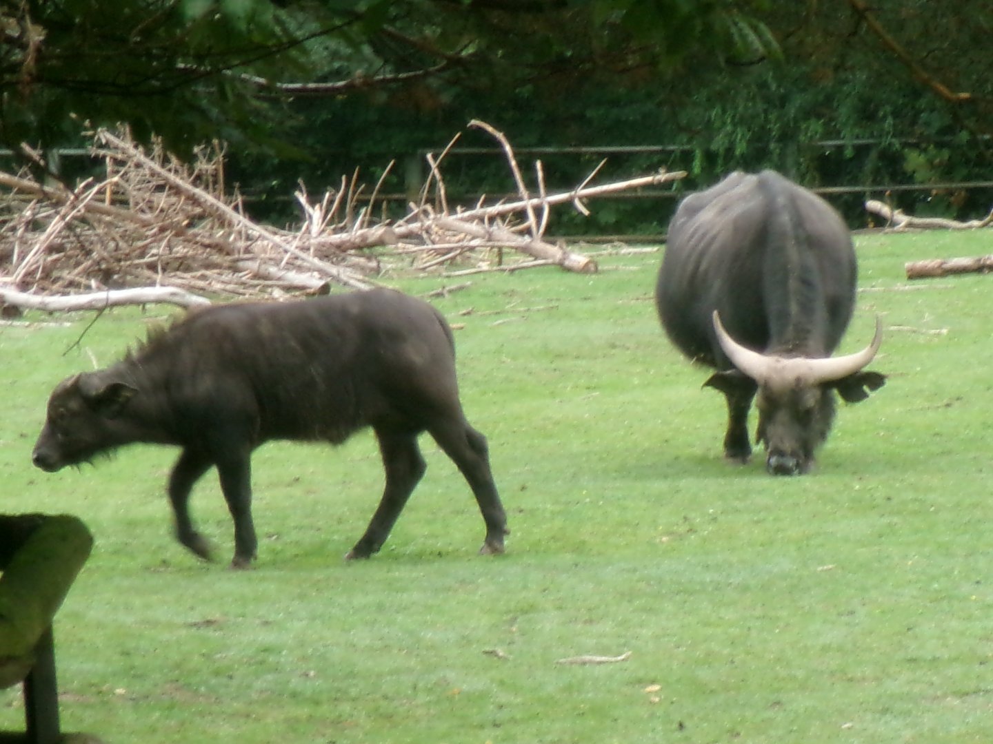 Cape buffaloes