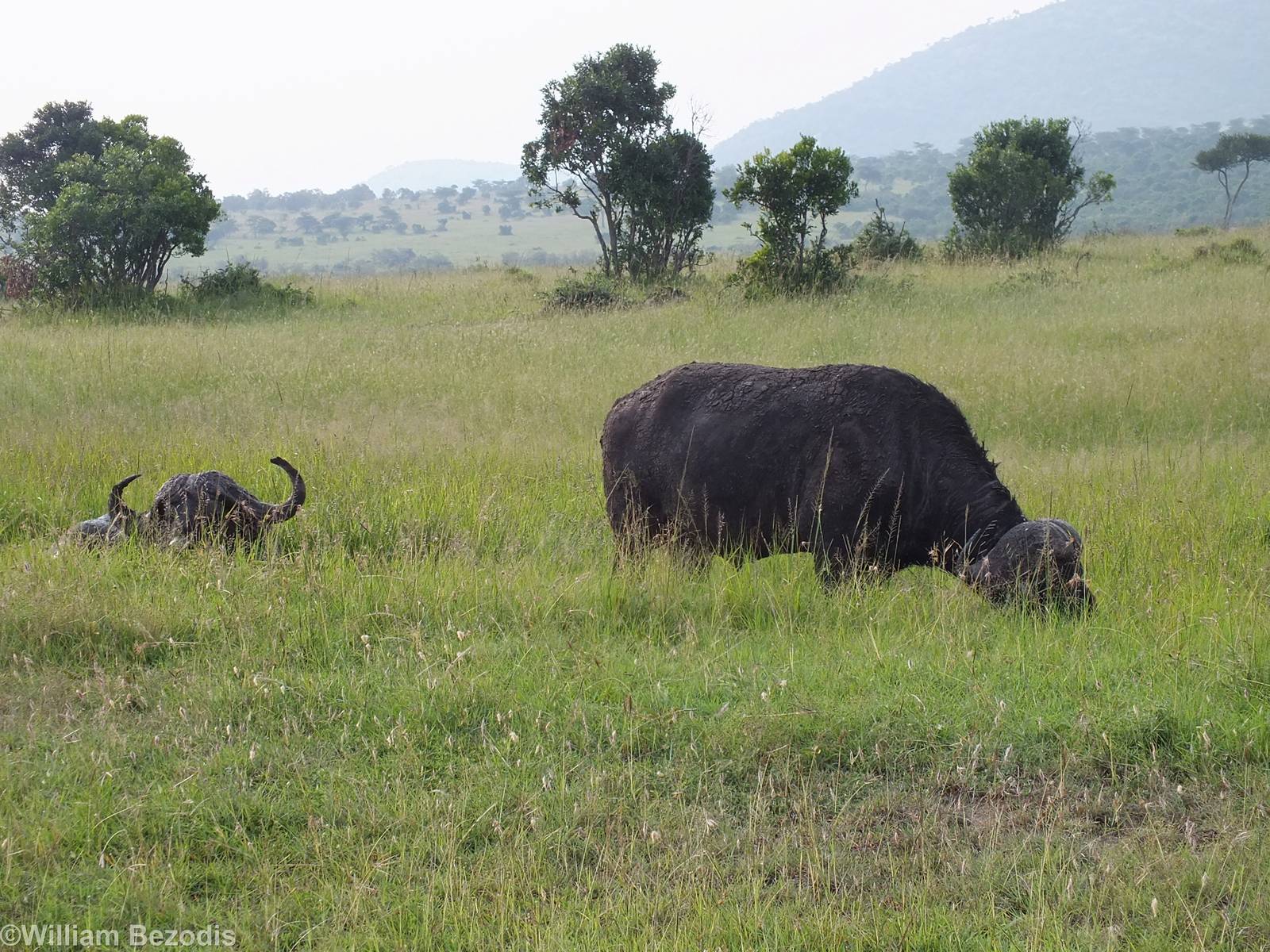 Cape Buffalos Encrusted with Mud - Maasai Mara