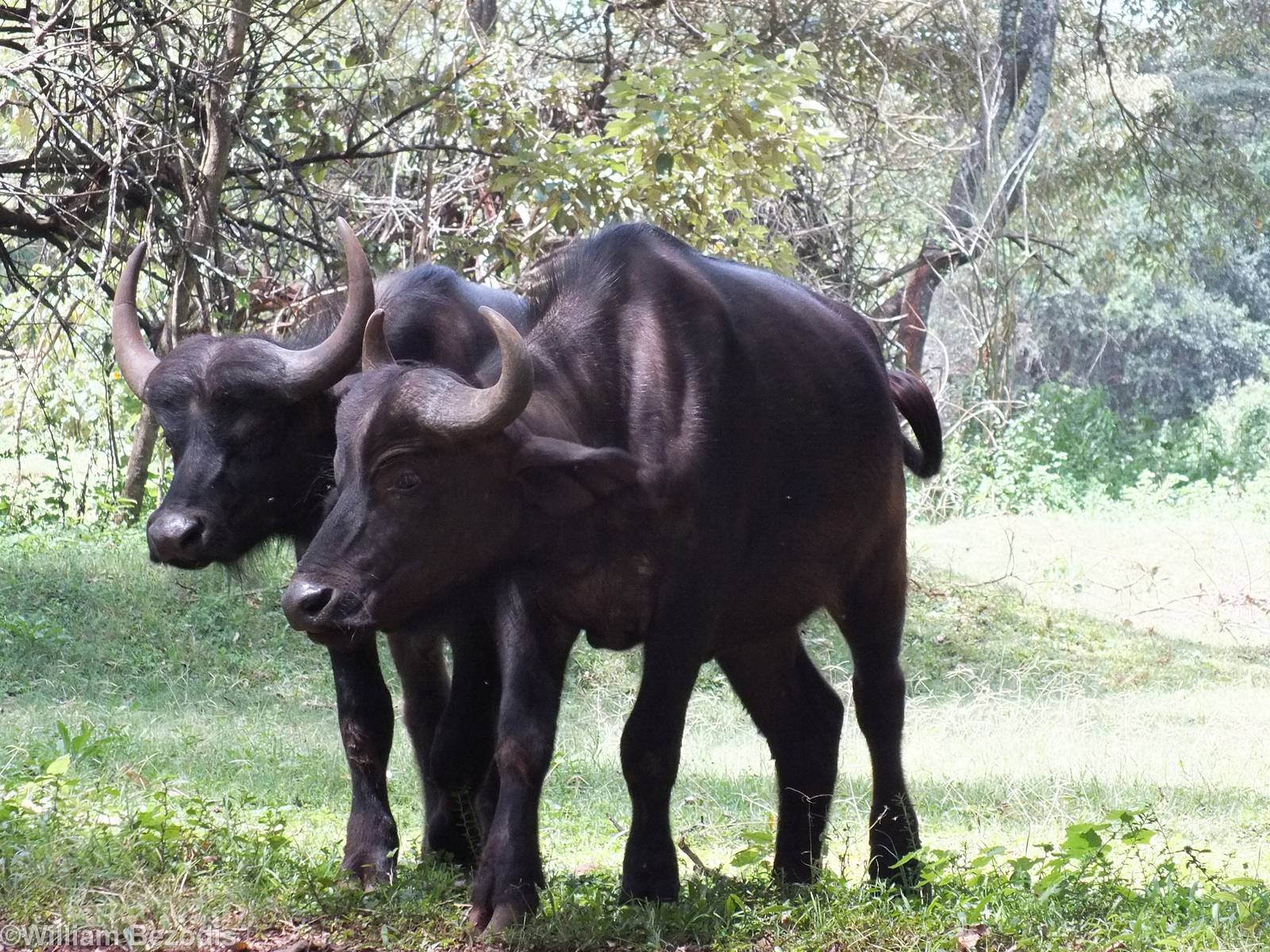 Cape Buffalos - Nairobi Safari Walk