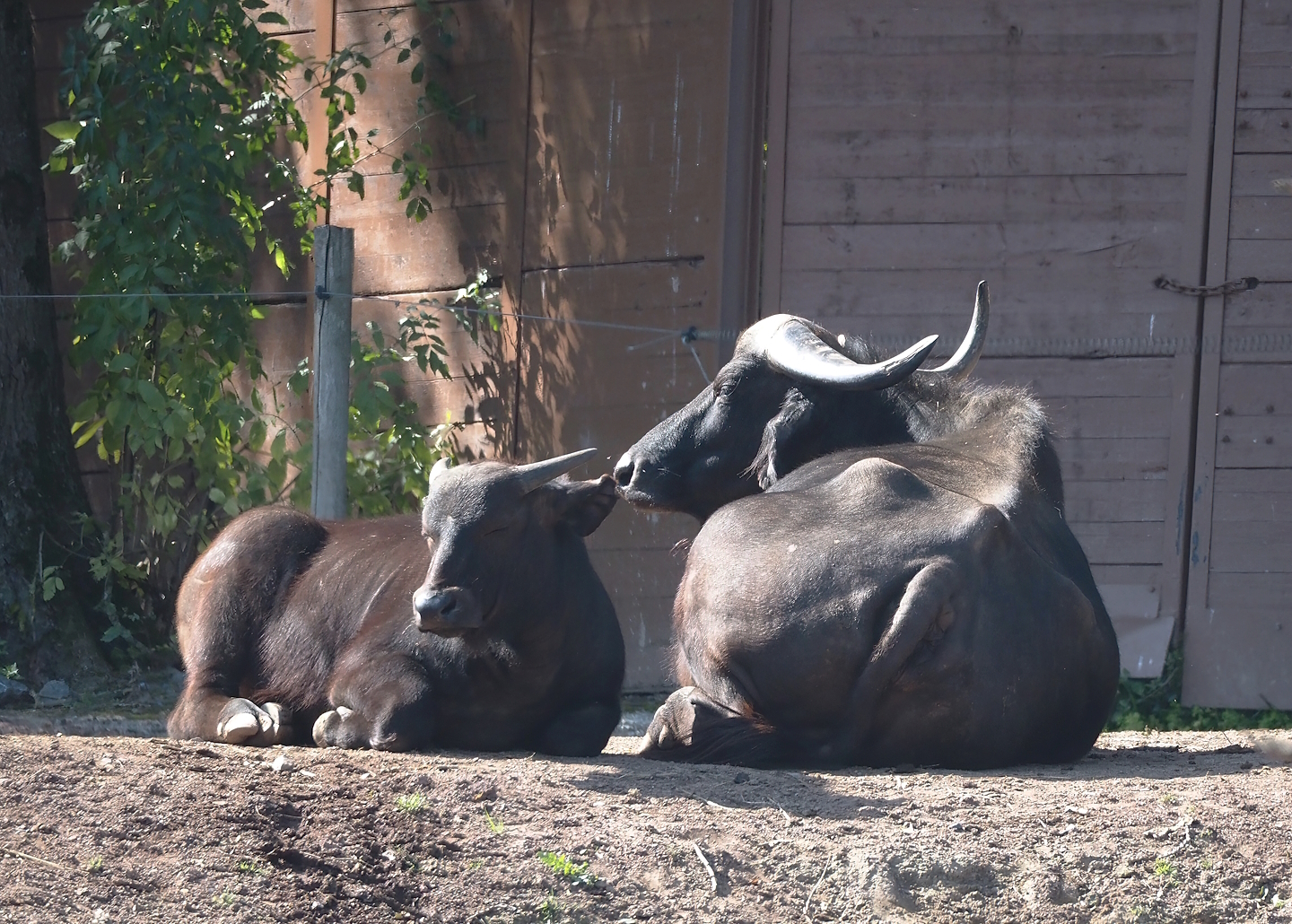 Cape buffalos (Syncerus caffer caffer), 2024-09-17