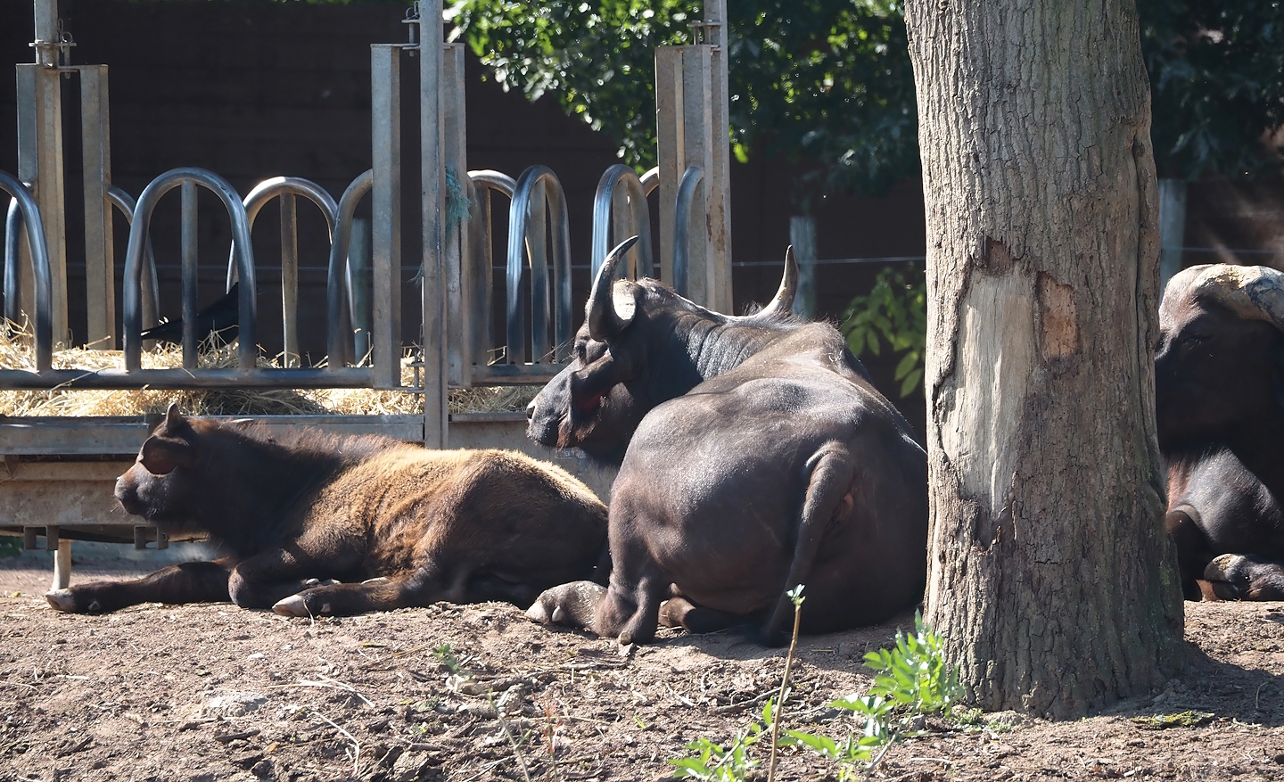 Cape buffalos (Syncerus caffer caffer), 2024-09-17