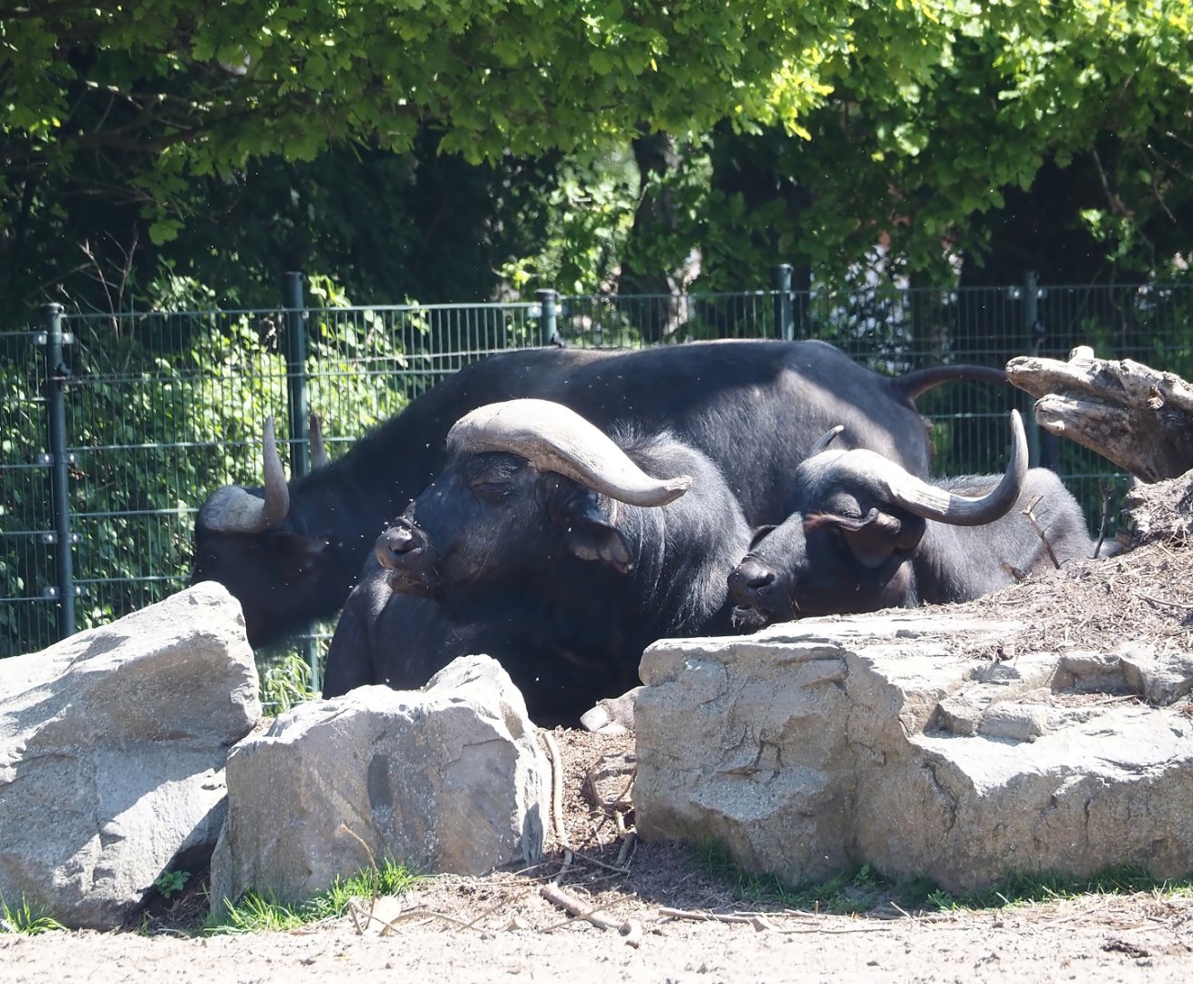 Cape buffalos (Syncerus caffer caffer), 2025-04-30