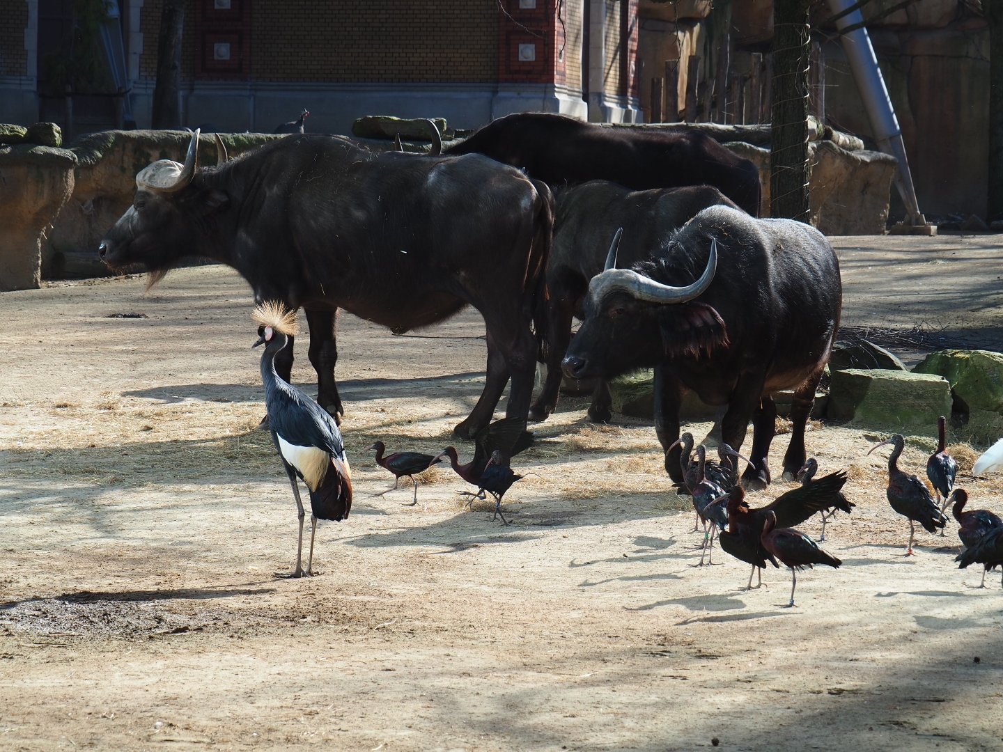 Cape buffalos (Syncerus caffer caffer) and birds in the savanna aviary (Feb 27th, 2019)