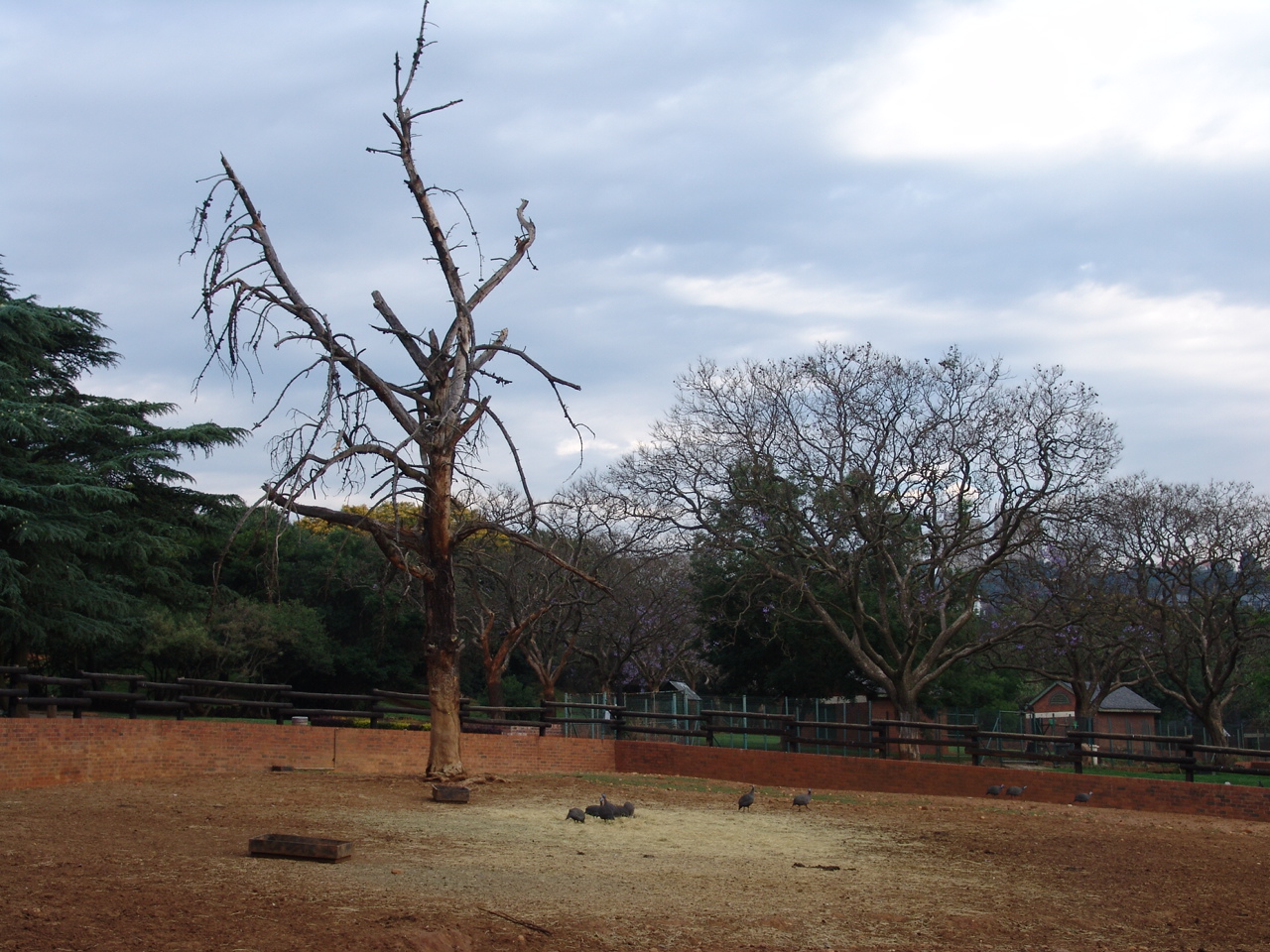 Cape buffalo's (Syncerus caffer caffer) enclosure