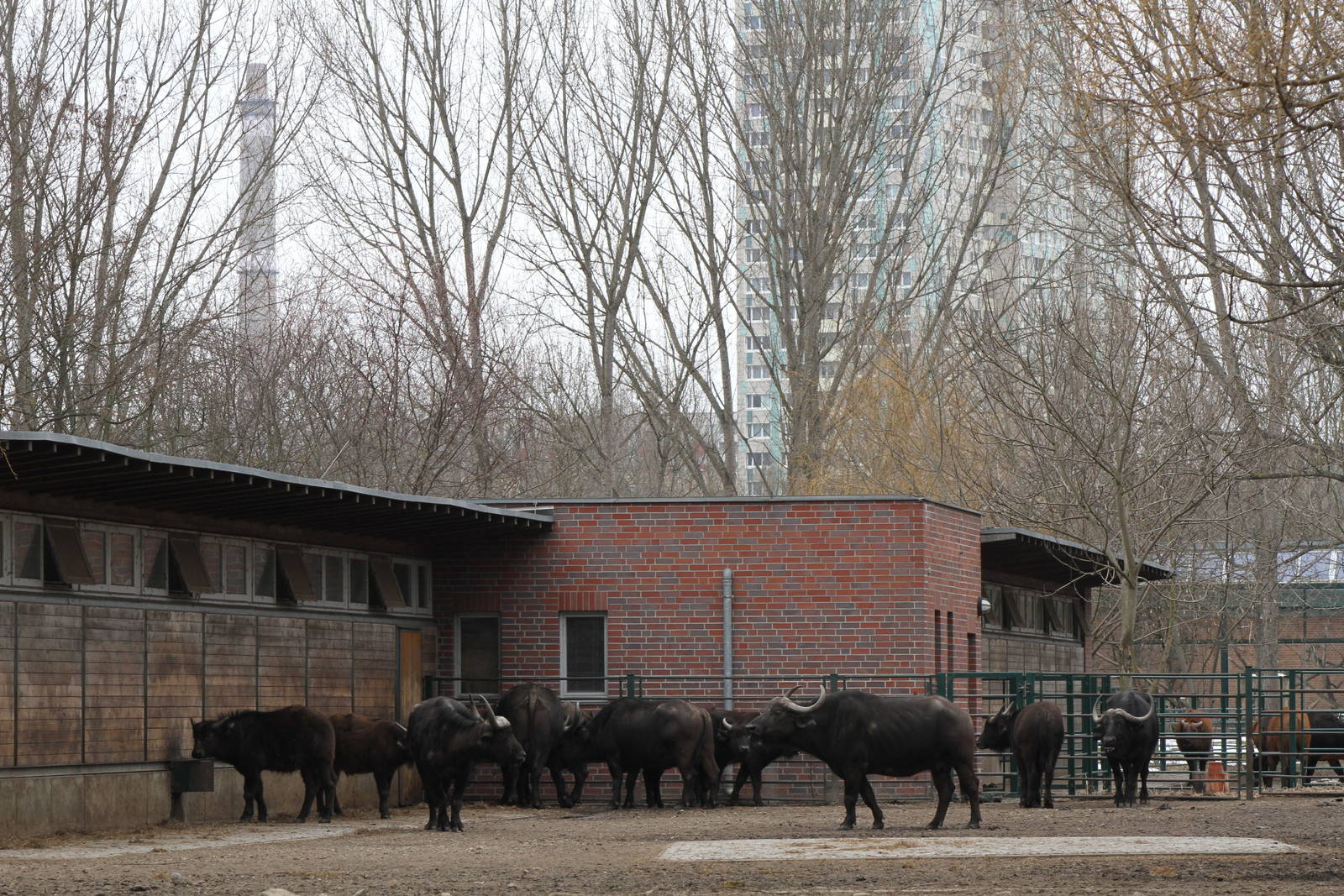 Cape Buffalo's (Syncerus caffer caffer) enclosure