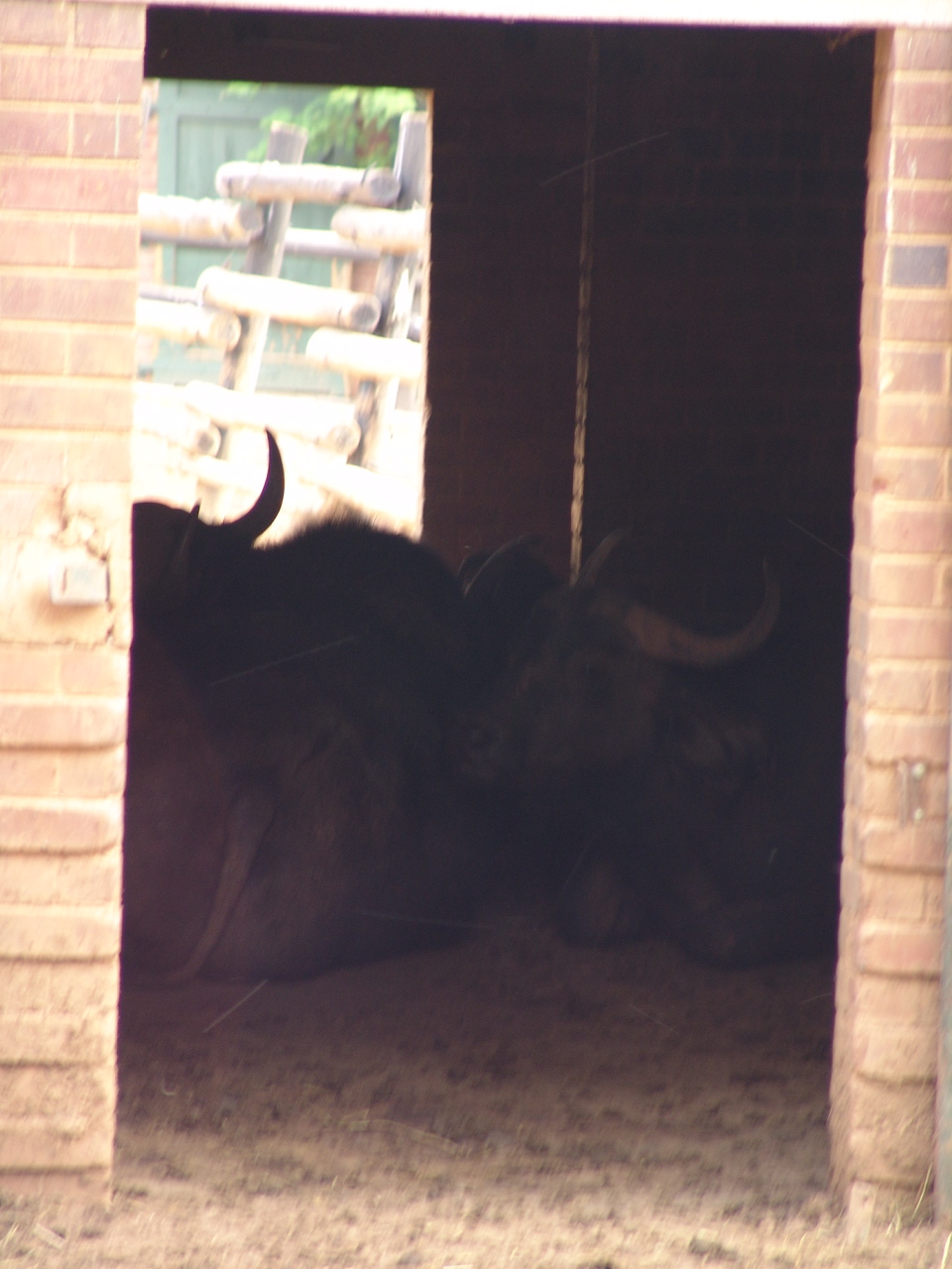 Cape buffalos (Syncerus caffer caffer)