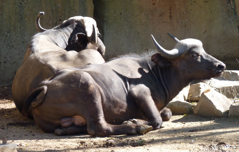 Cape buffalos (Syncerus caffer)