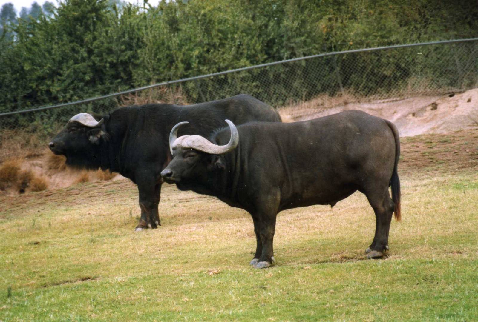 Cape buffalos