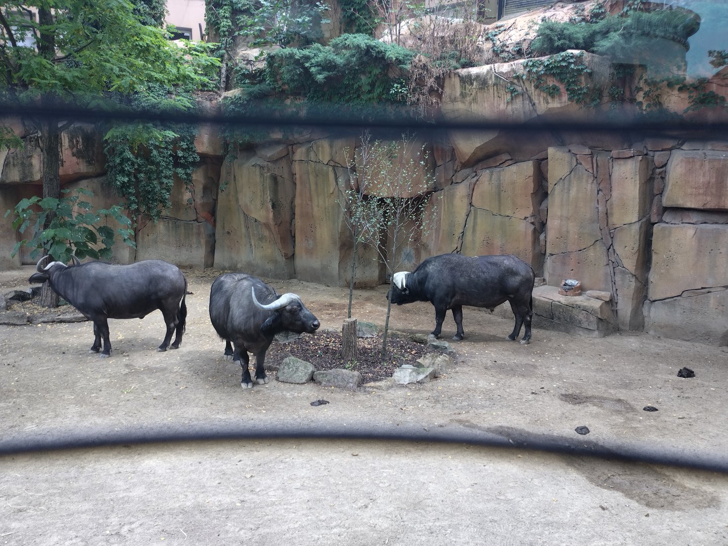Cape buffalos