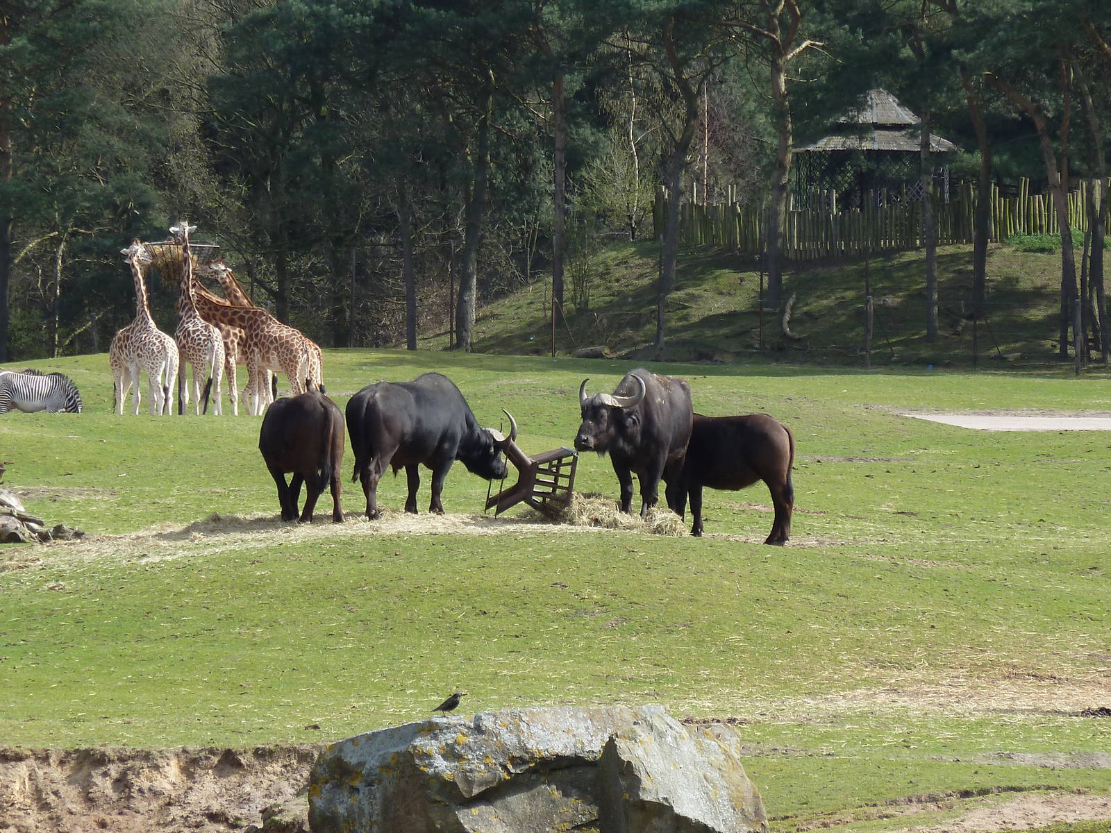 Cape buffelo & Giraffes