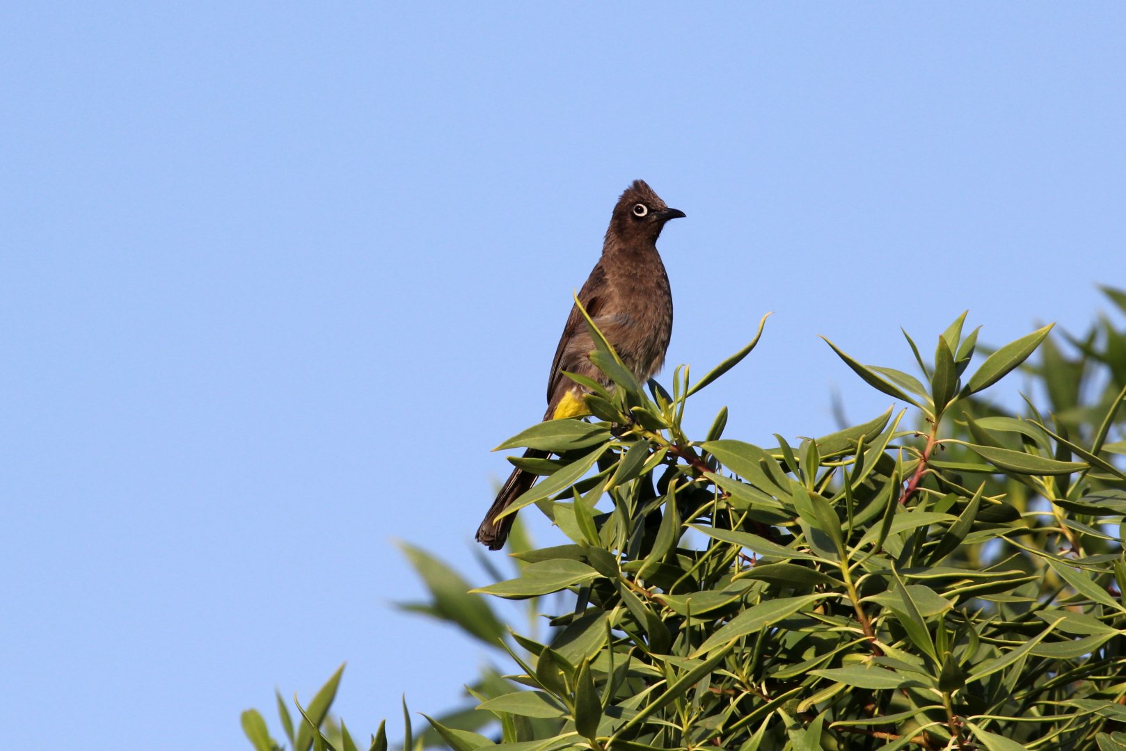Cape bulbul (Pycnonotus capensis)