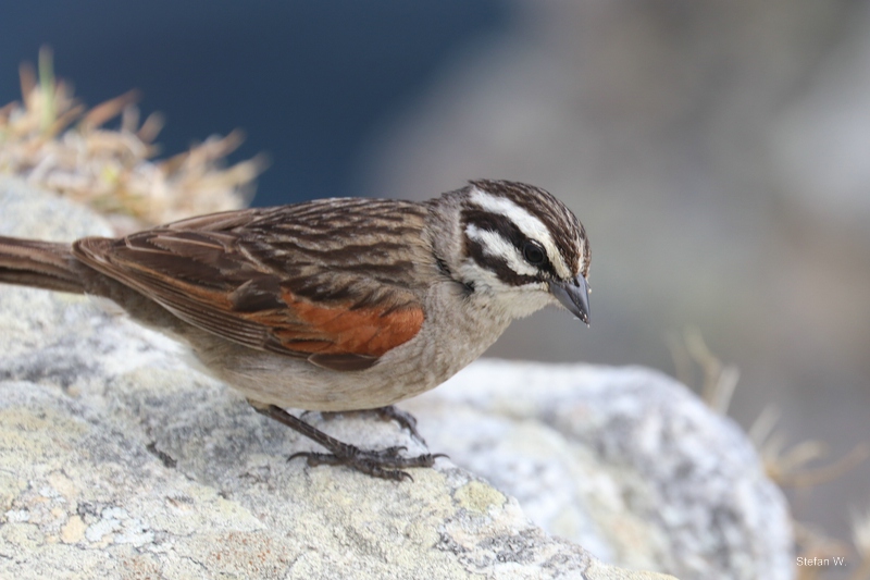 Cape bunting (Emberiza capensis)