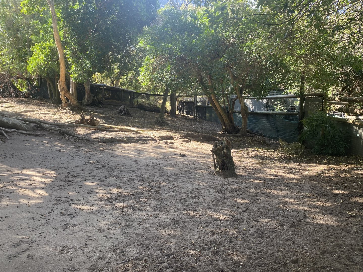 Cape Bushbuck Exhibit