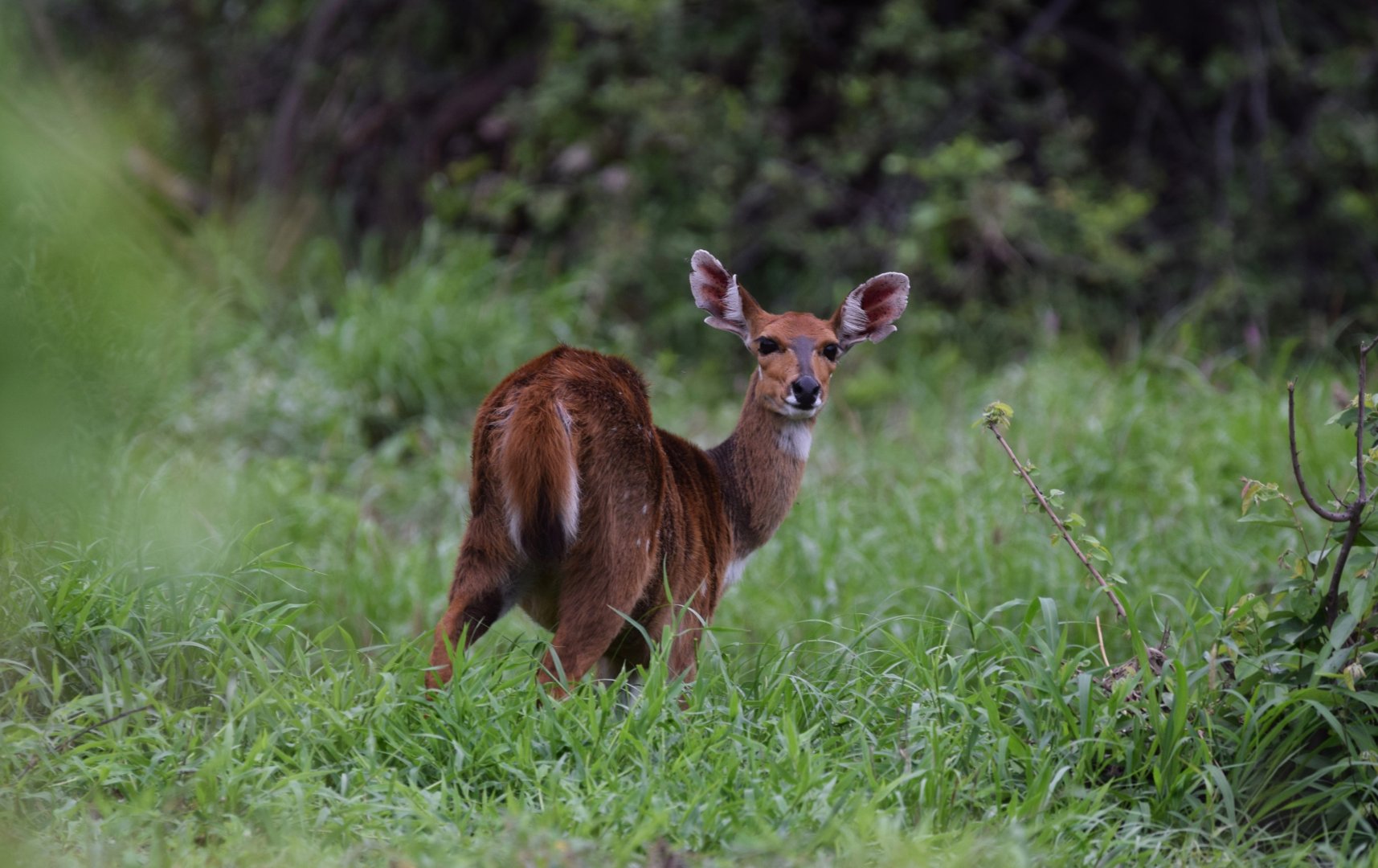 Cape Bushbuck (Tragelaphus scriptus)