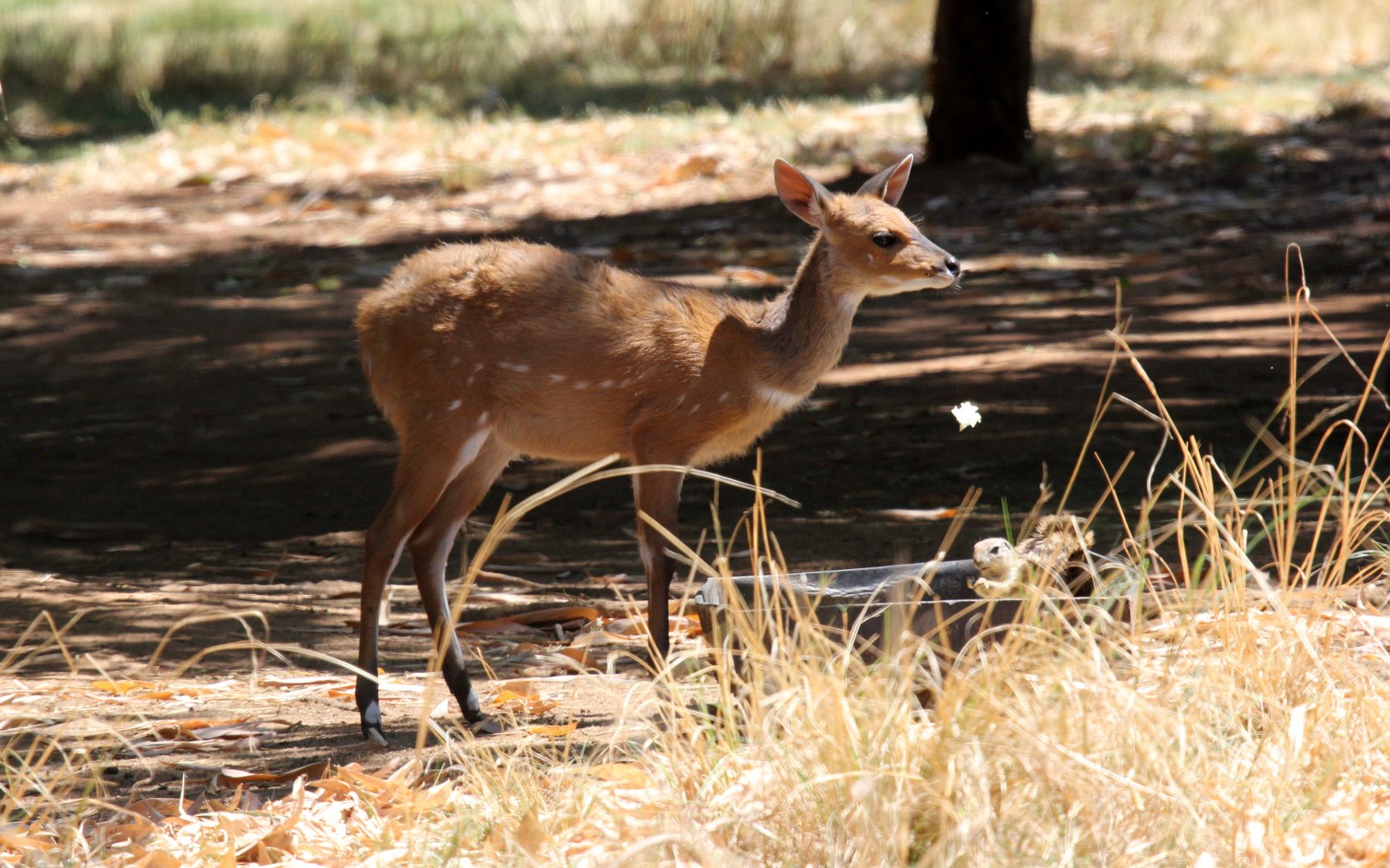 Cape bushbuck (Tragelaphus sylvaticus sylvaticus) young