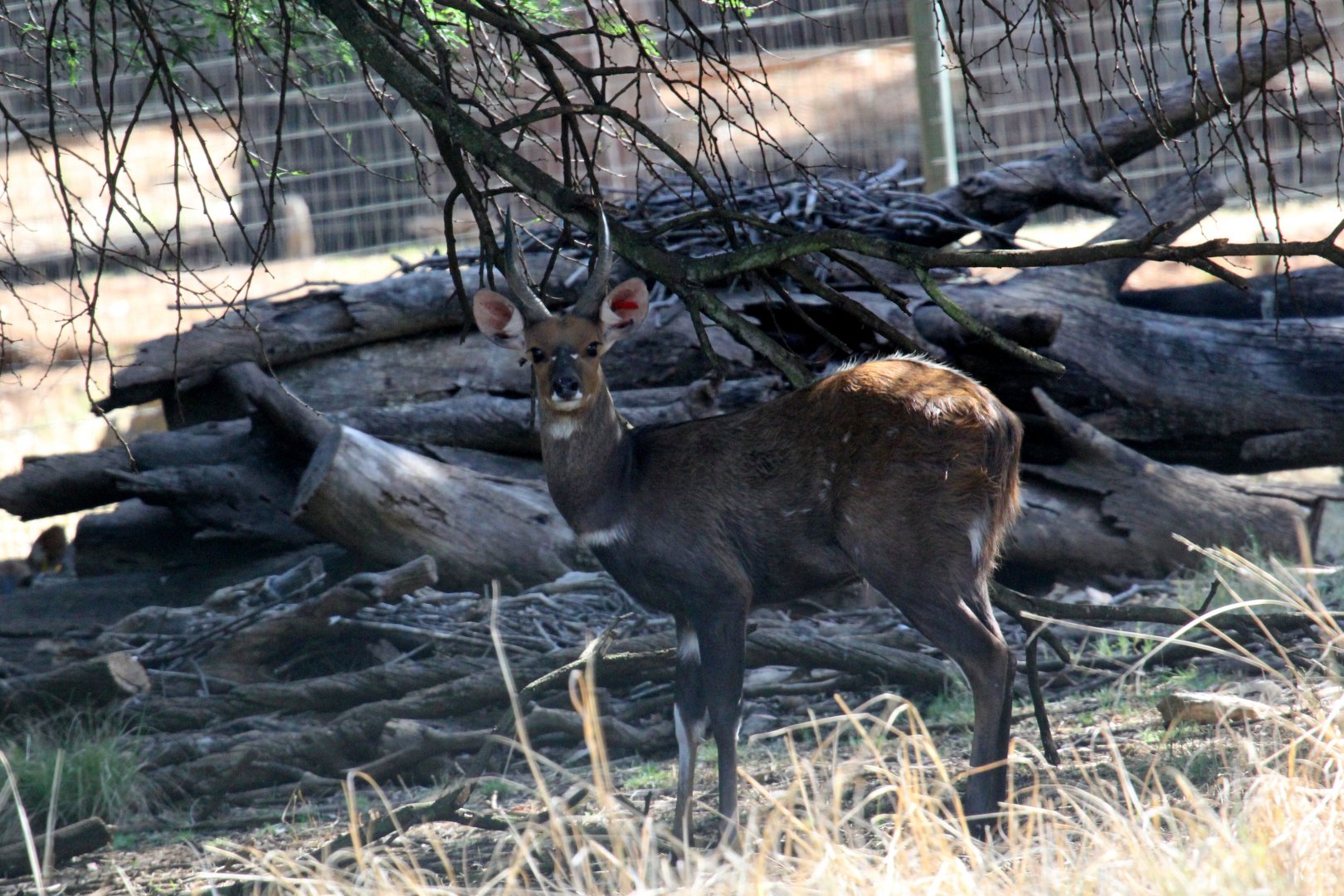 Cape bushbuck (Tragelaphus sylvaticus sylvaticus)