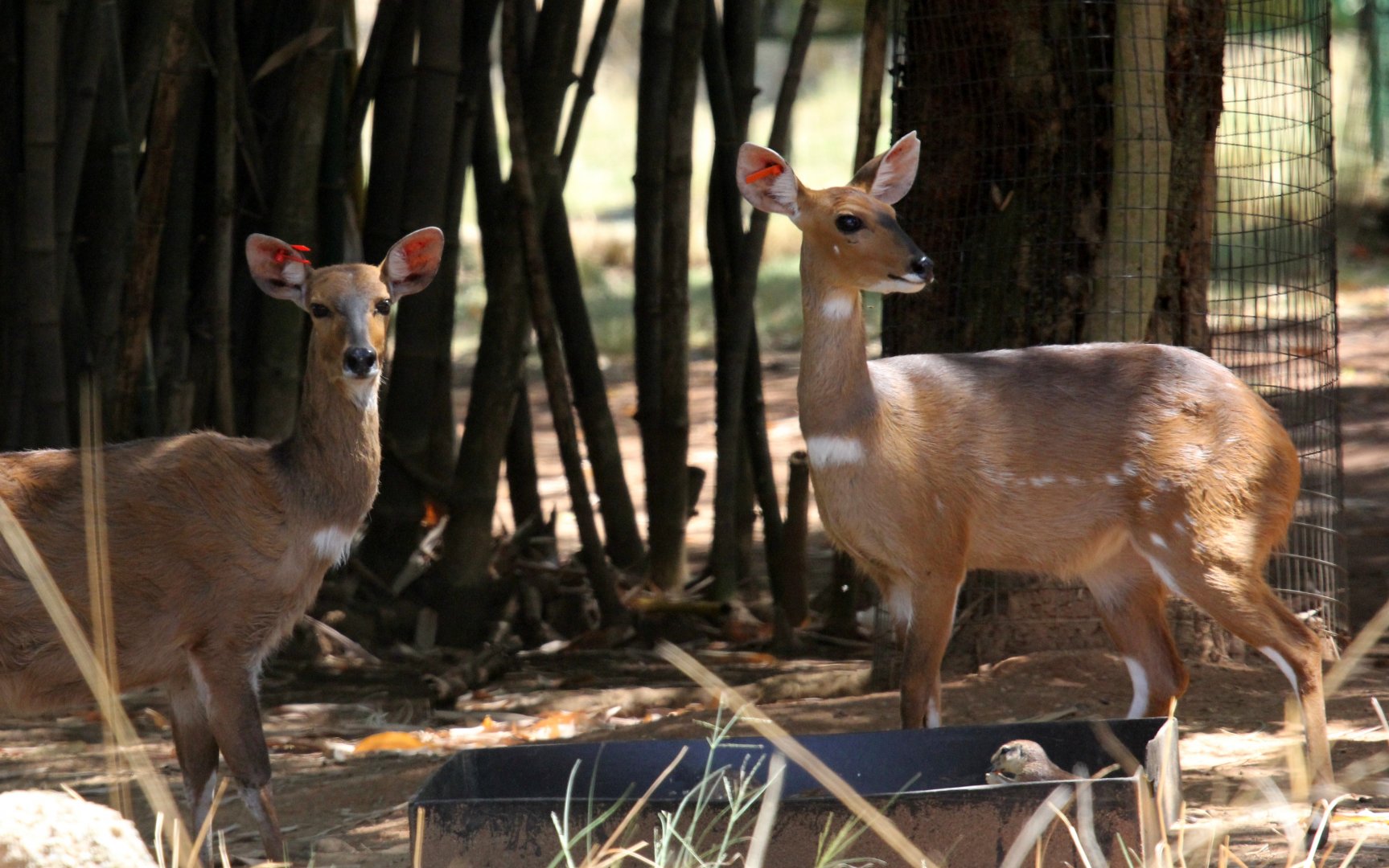 Cape bushbuck (Tragelaphus sylvaticus sylvaticus)