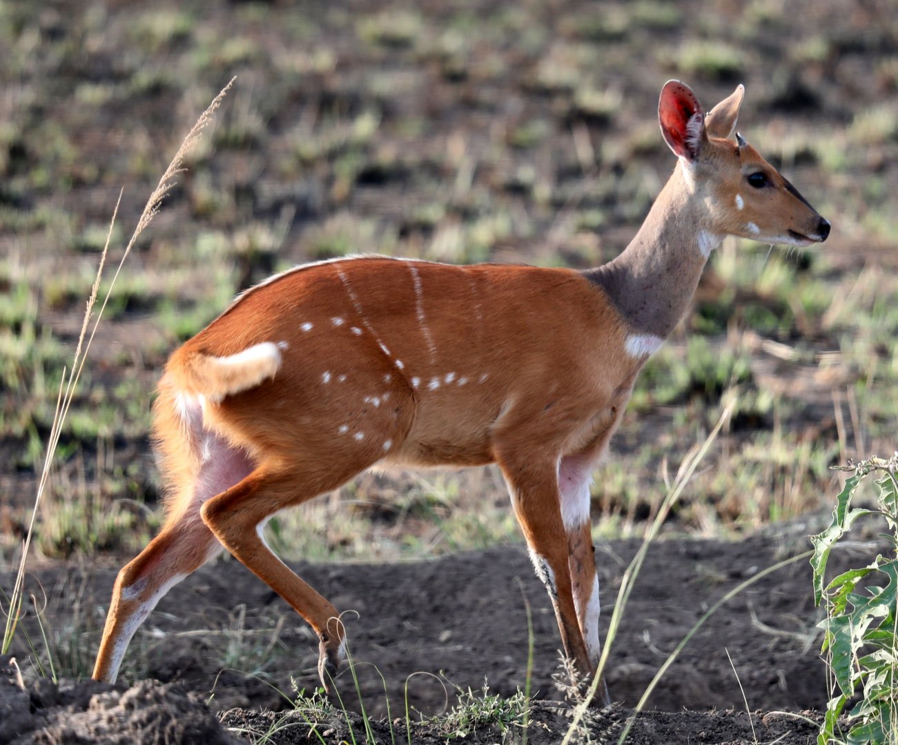 Cape bushbuck (Tragelaphus sylvaticus sylvaticus)