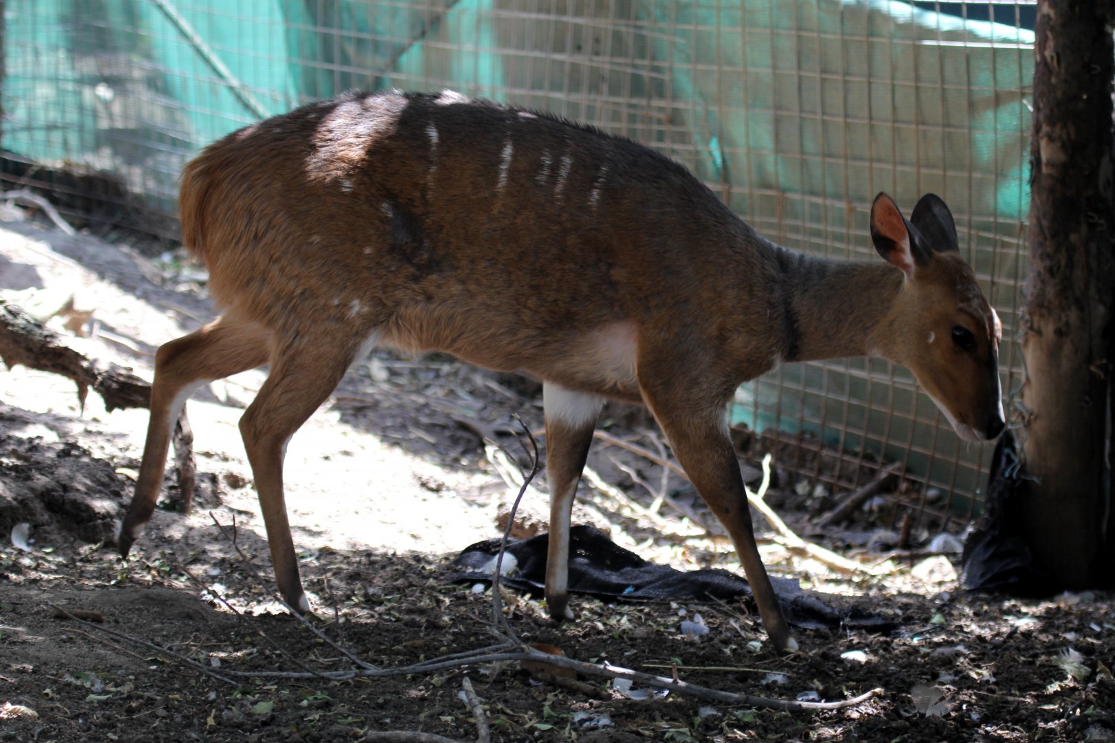 Cape bushbuck (Tragelaphus sylvaticus)
